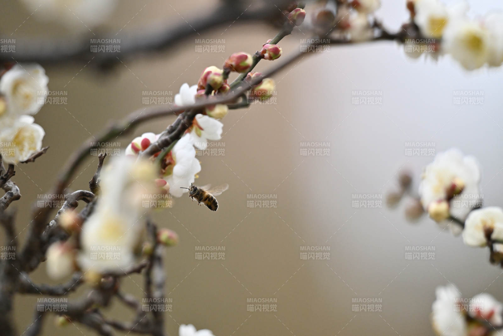 梅花蜜蜂共舞图片