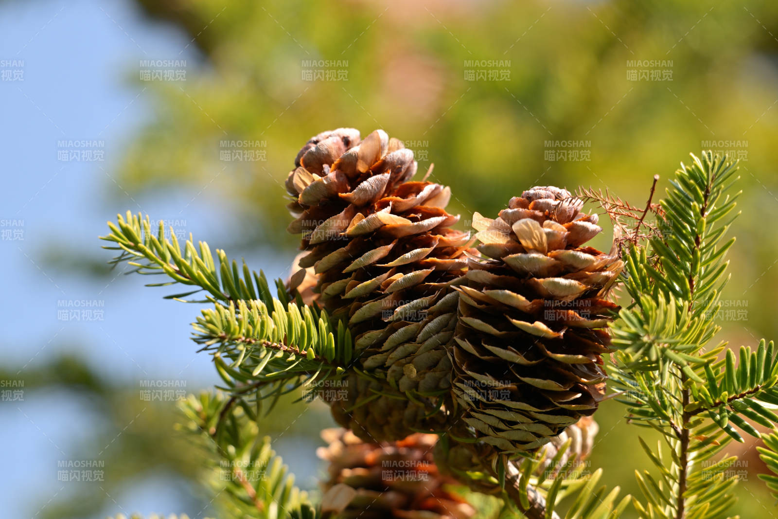 松果与绿叶特写图片