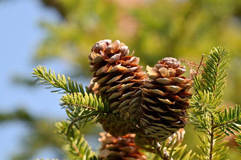 松果与绿叶特写图片