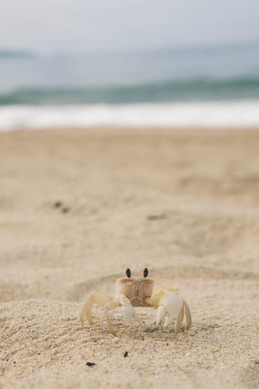 沙滩上的小螃蟹图片