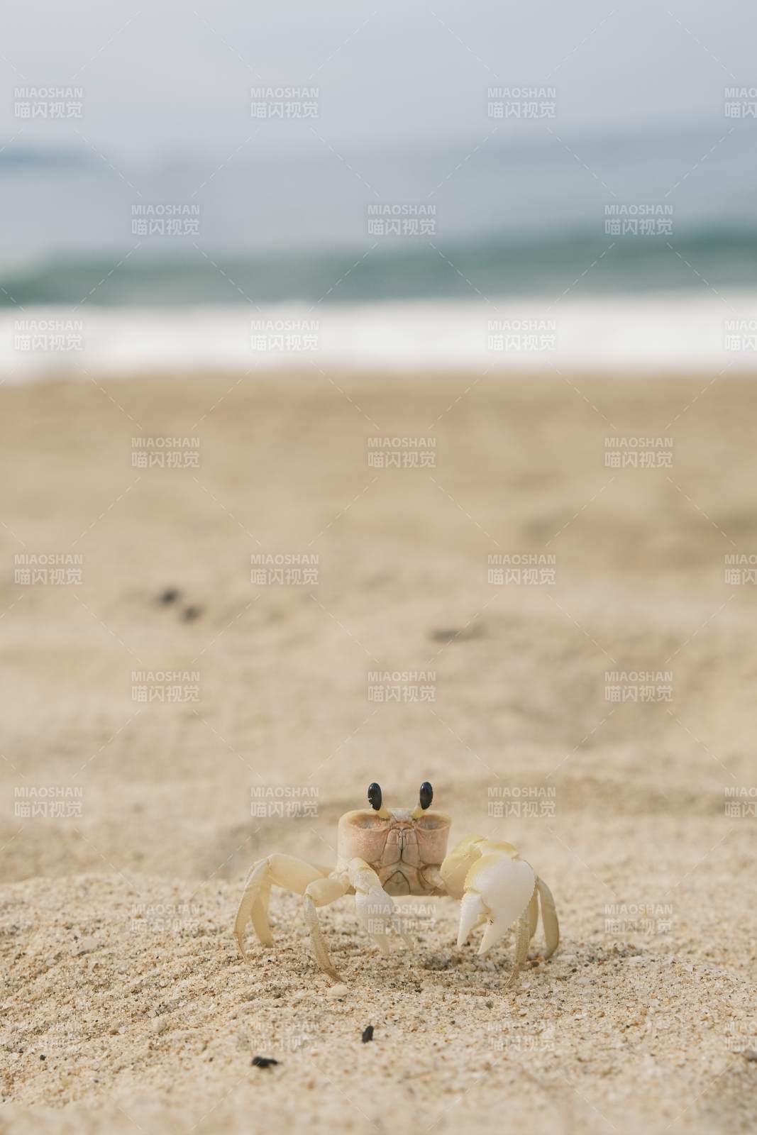 沙滩上的小螃蟹图片