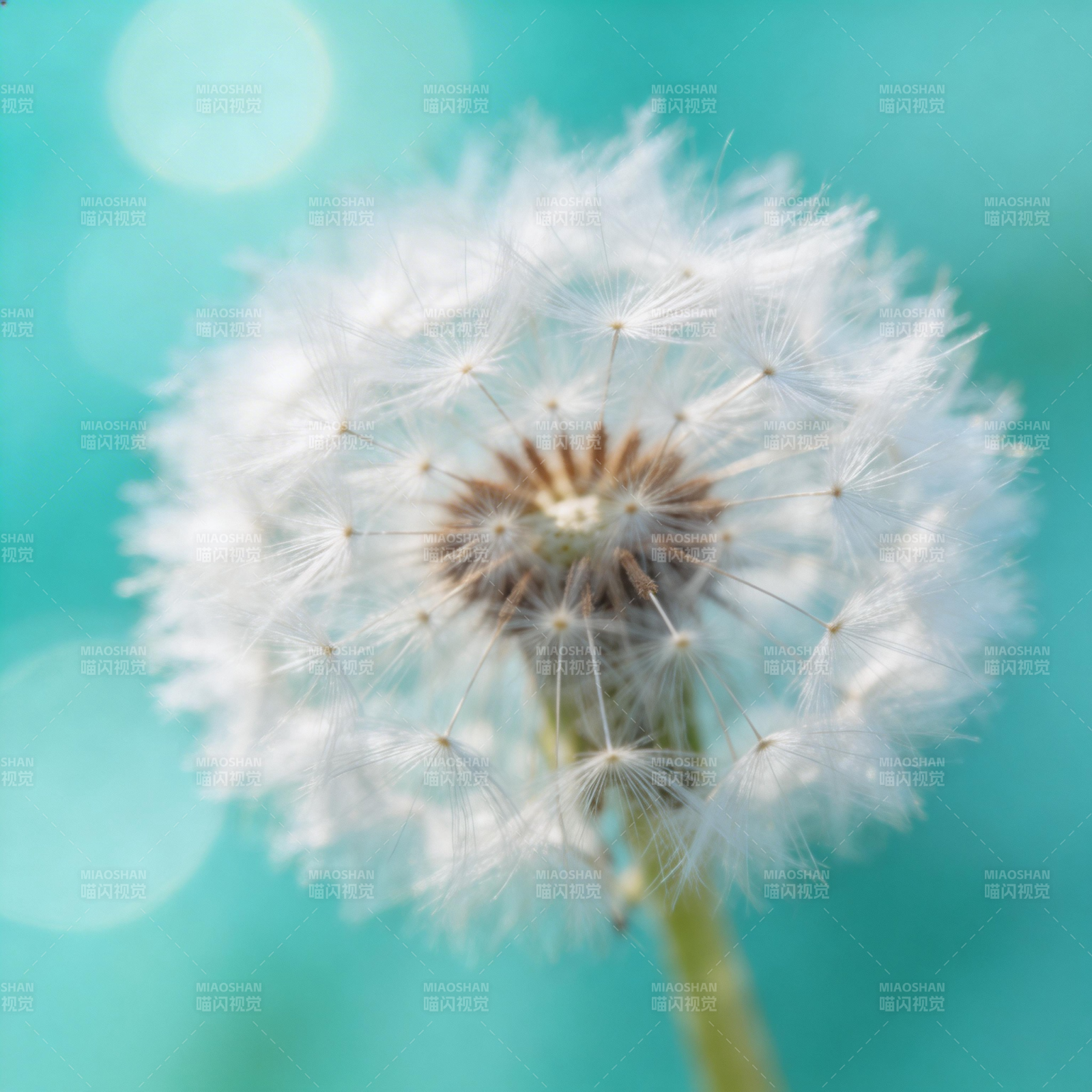 蒲公英的轻盈绽放图片