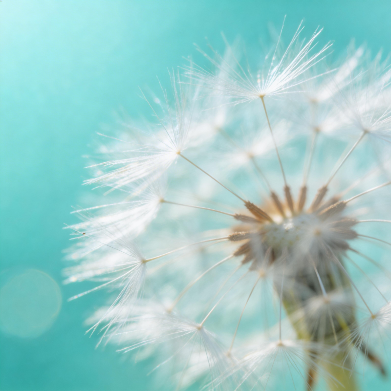 蒲公英的轻盈飞翔图片