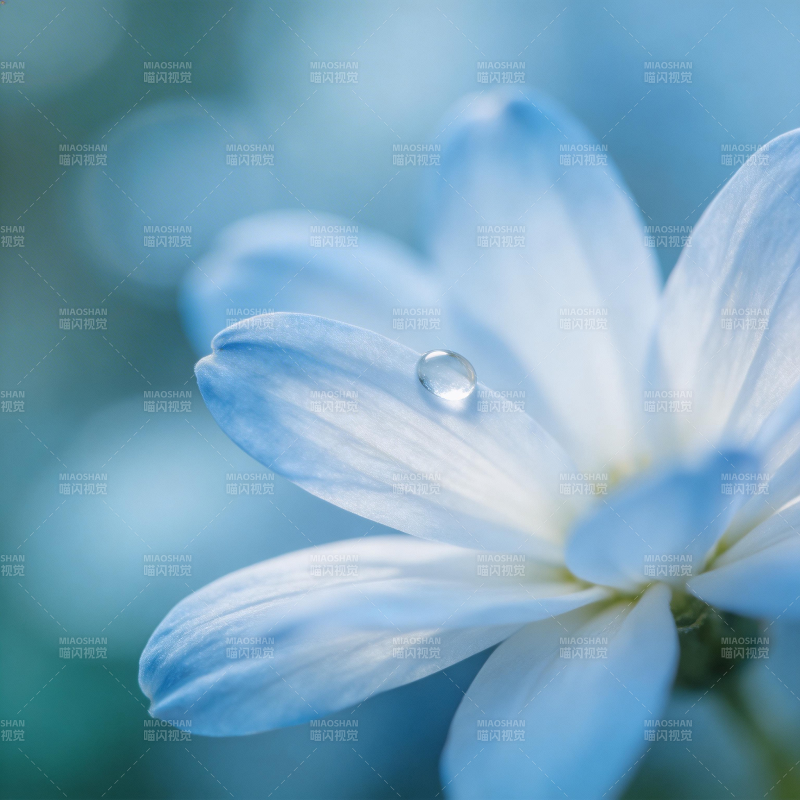 蓝花上的露珠图片