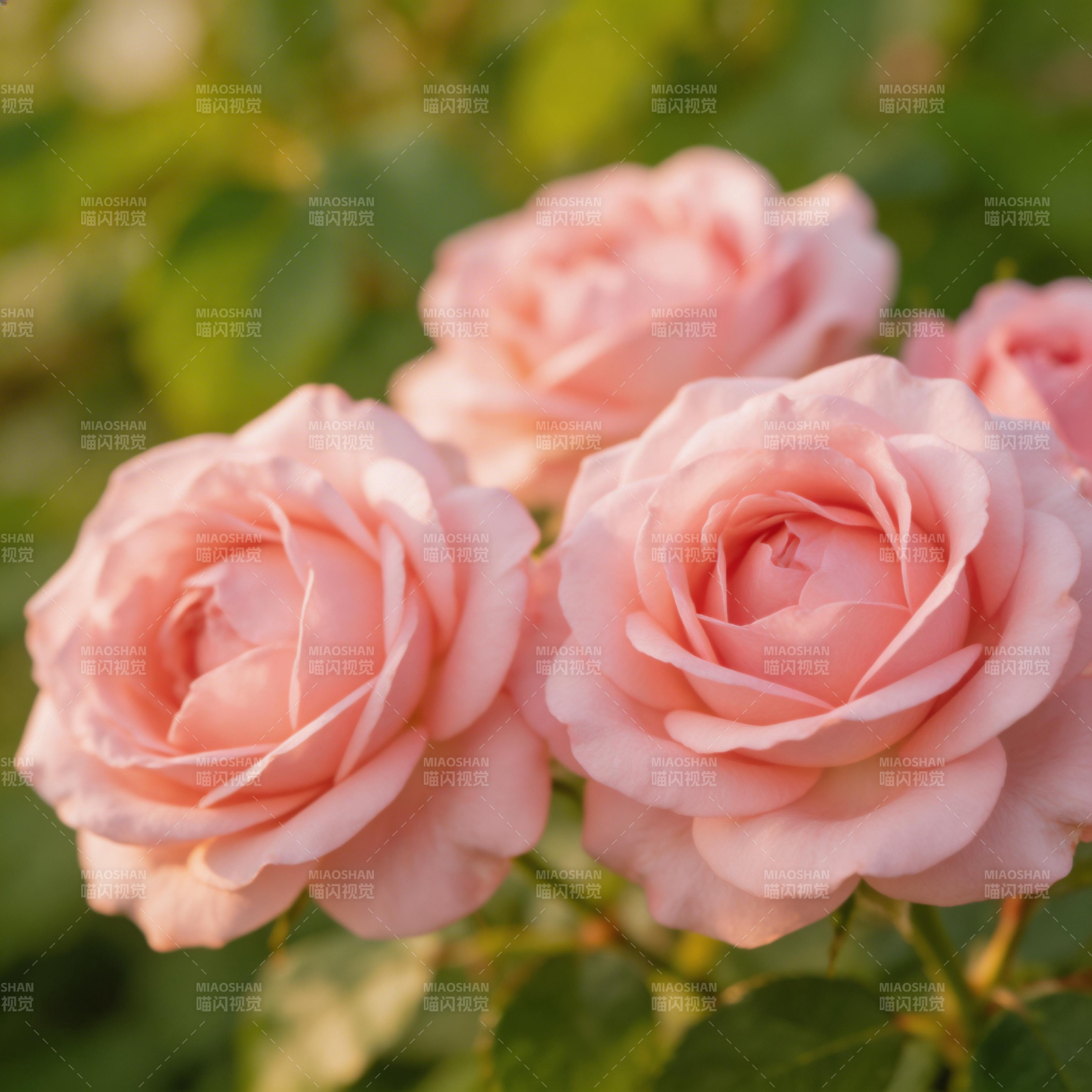 粉玫瑰绽放图片