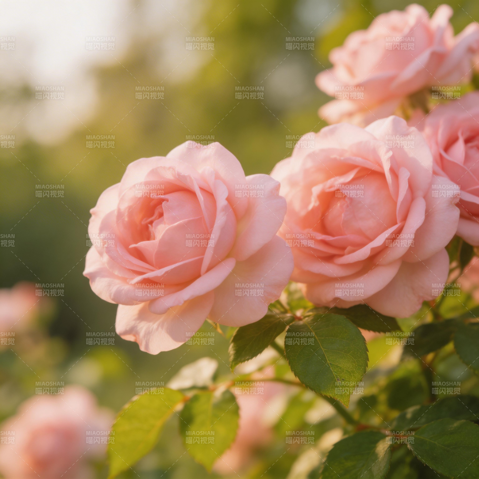 粉玫瑰绽放图片