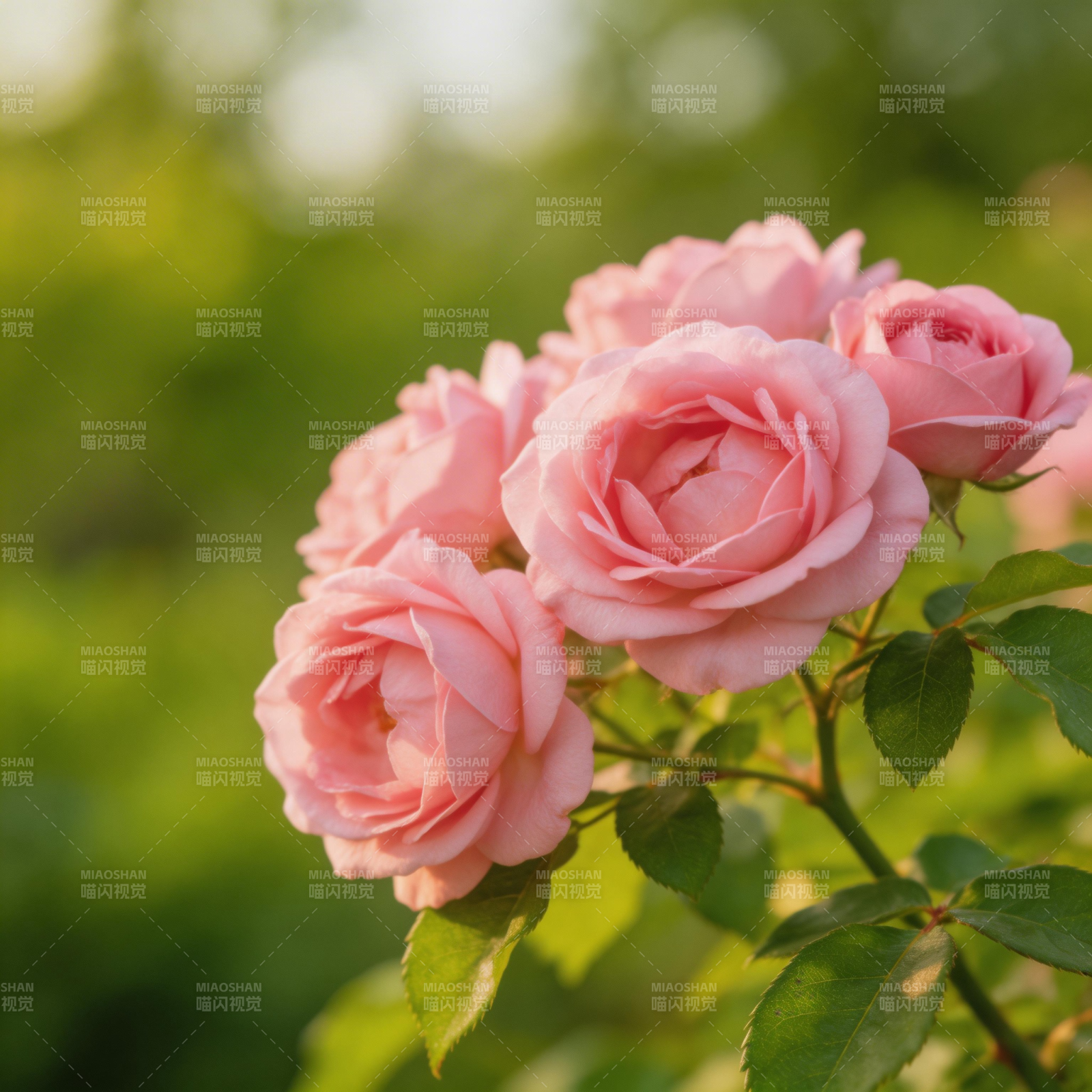 粉玫瑰绽放图片