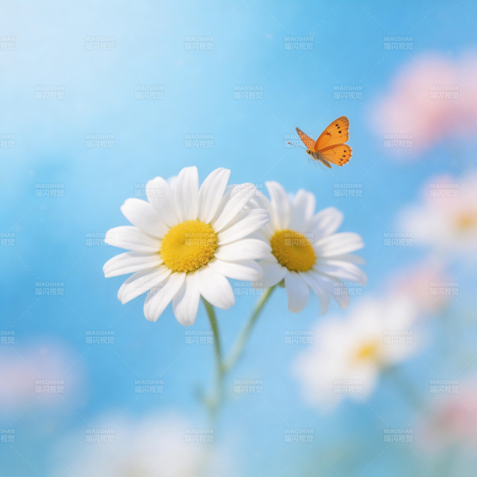 雏菊与蝶共舞图片