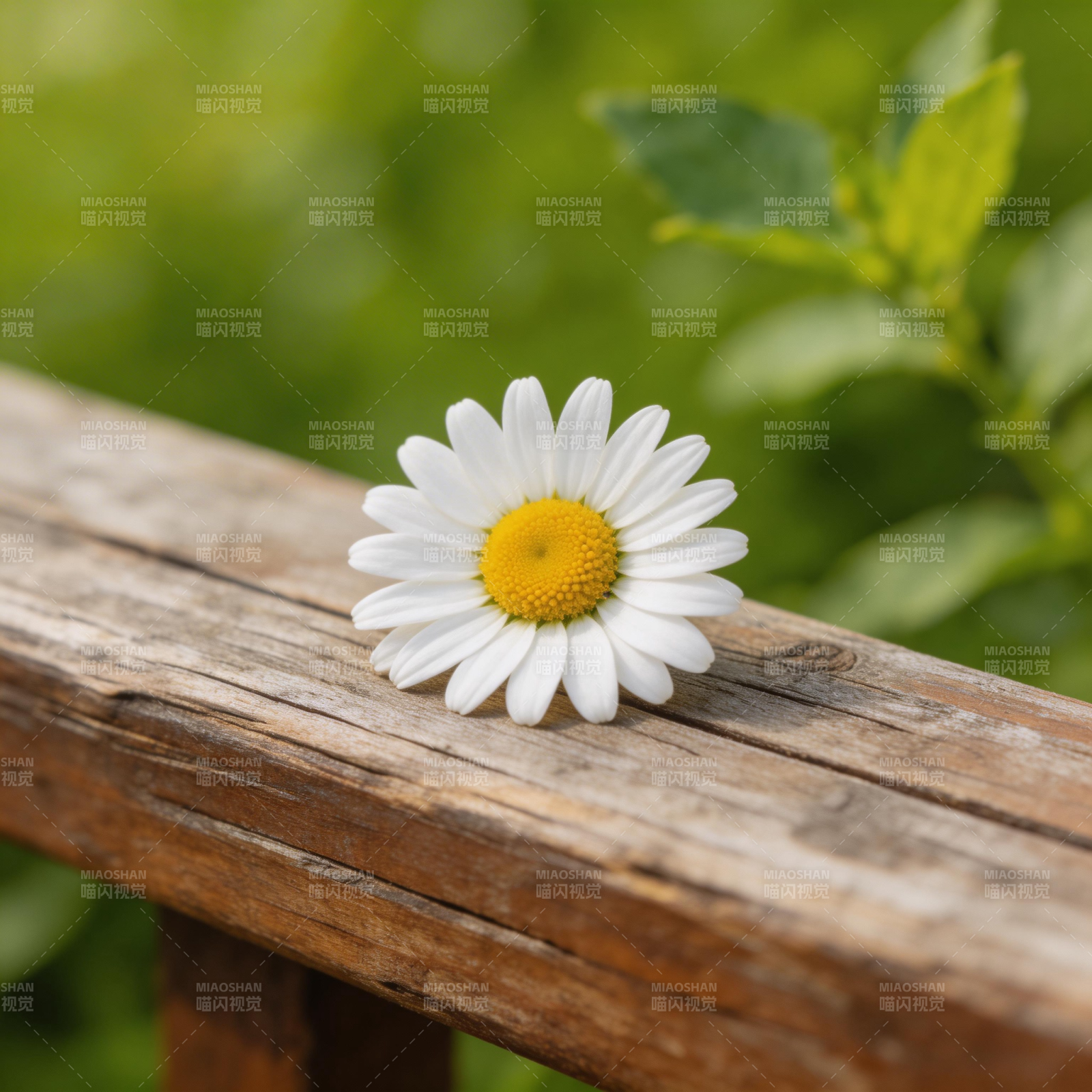 雏菊静卧木栏图片