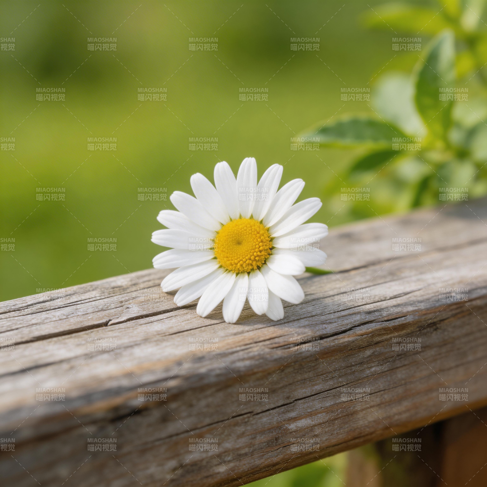 雏菊静卧木栏图片