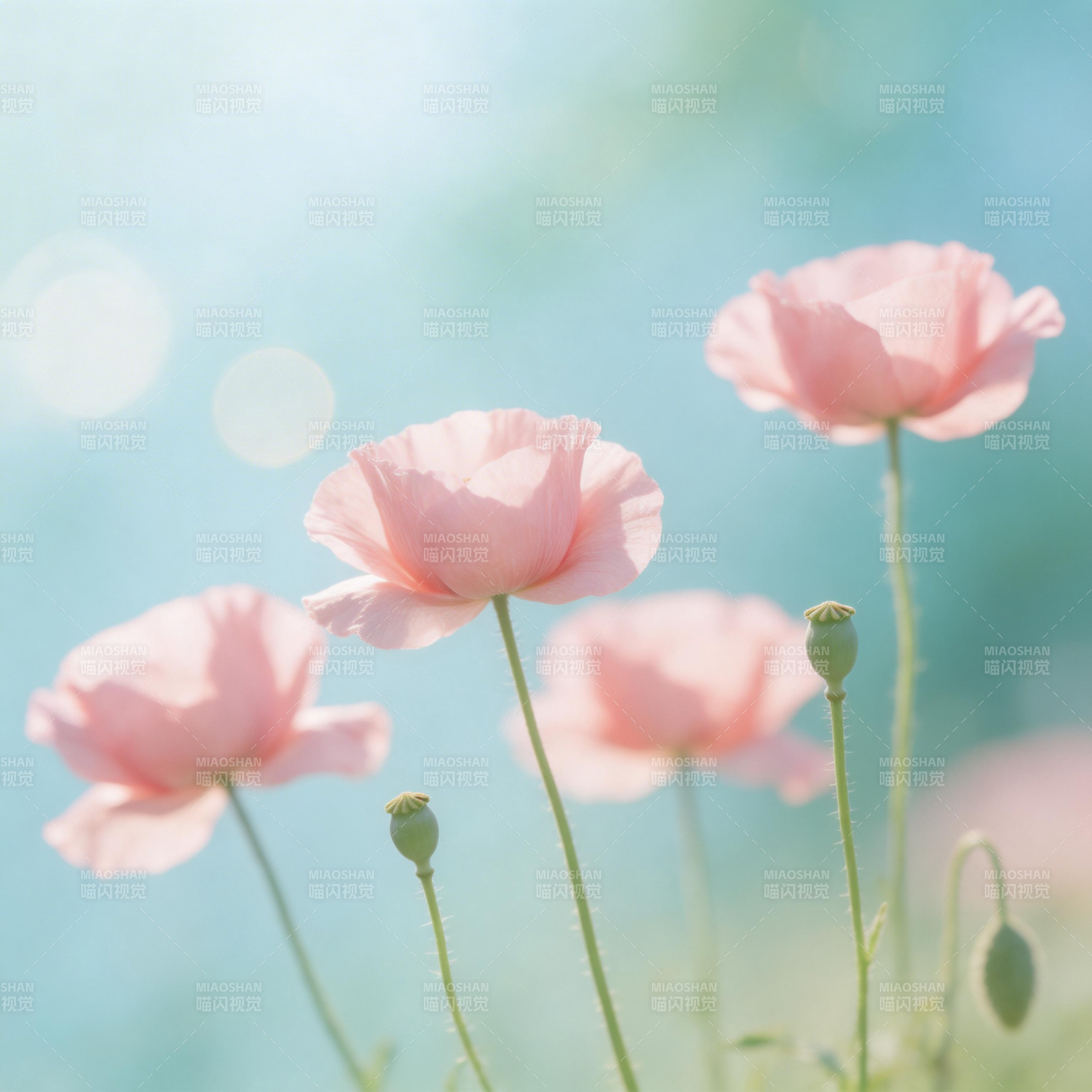 粉红罂粟花绽放图片