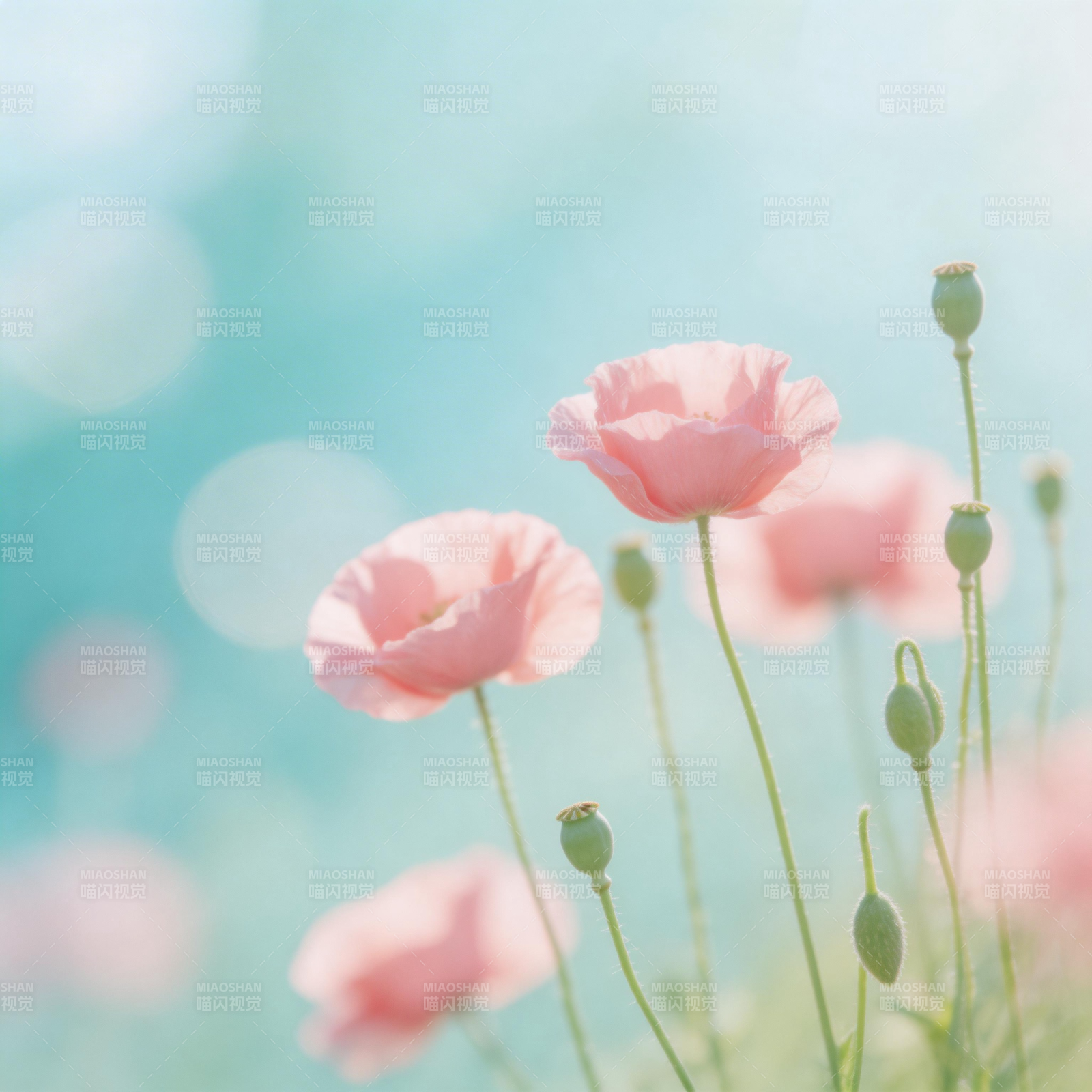 粉红罂粟花海图片