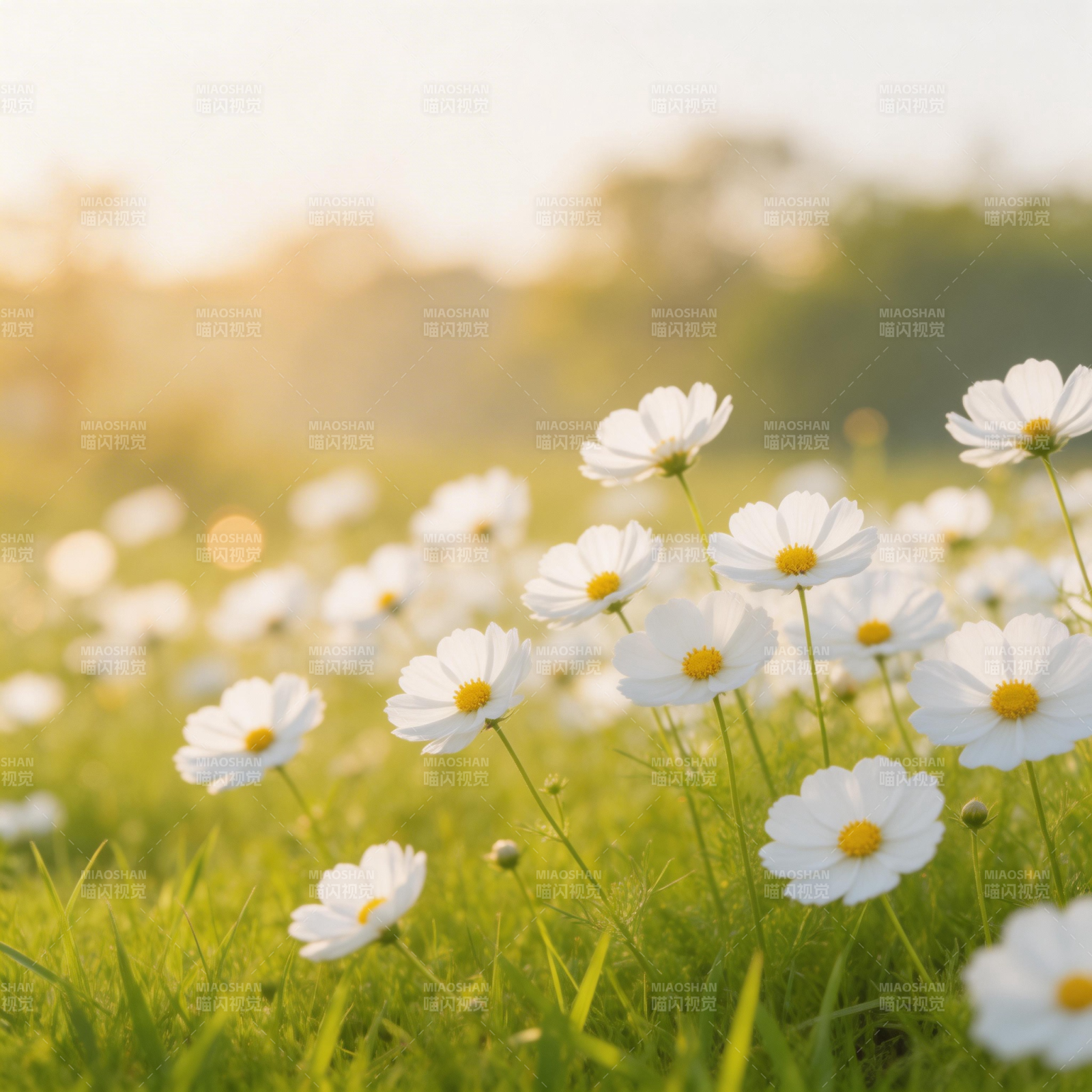 雏菊盛开的田野图片