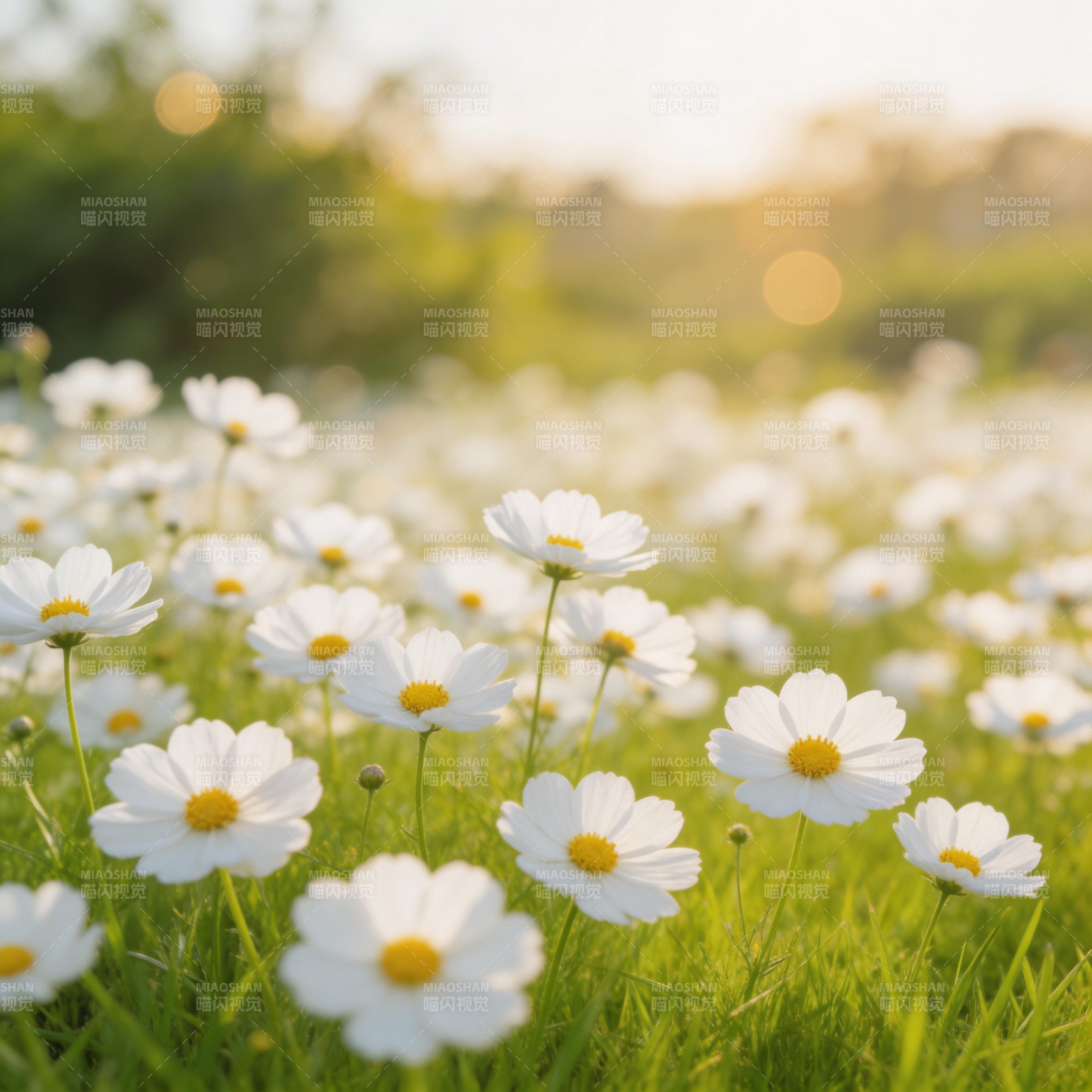 雏菊盛开的田野图片