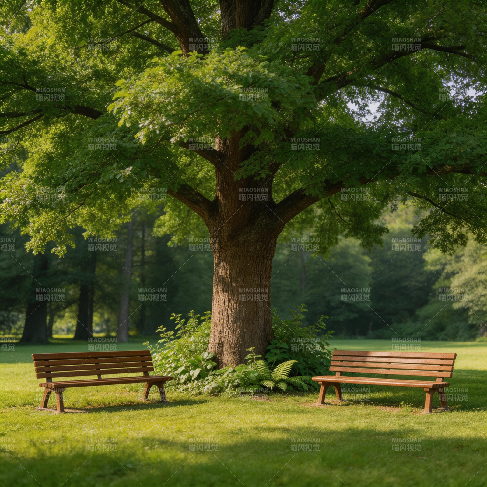 树荫下的宁静长椅图片