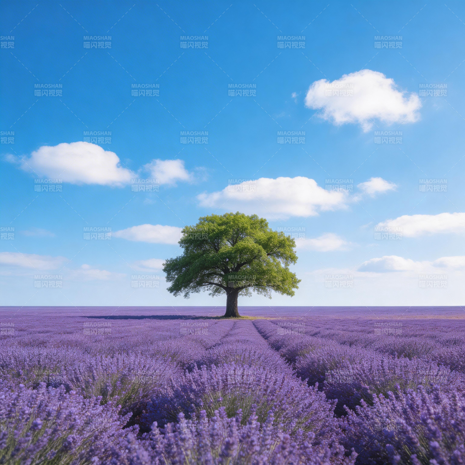 紫花丛中孤树图片
