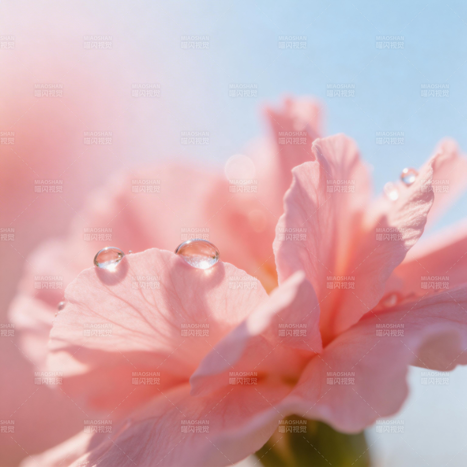 粉花露珠映晨光图片