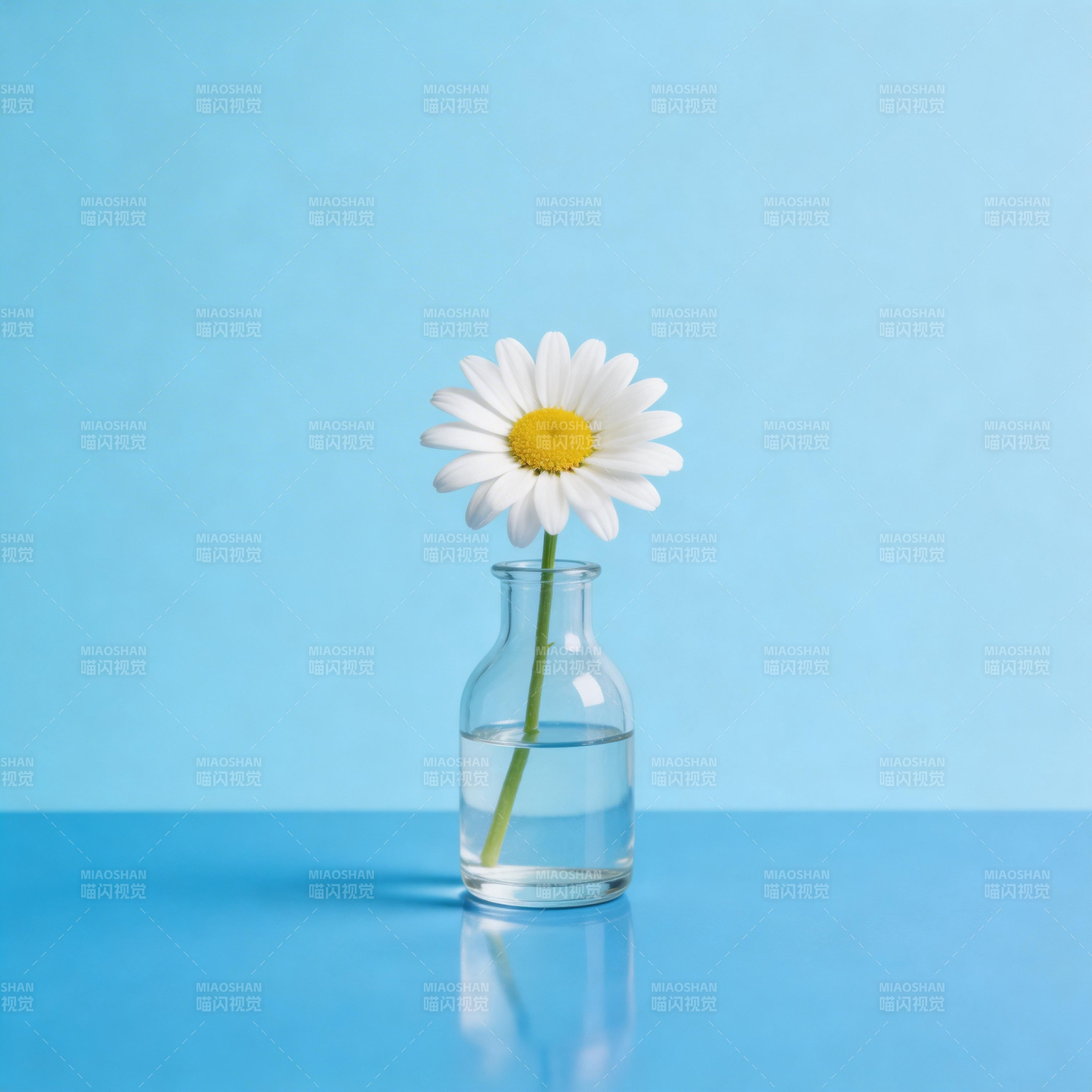 雏菊静谧时光图片