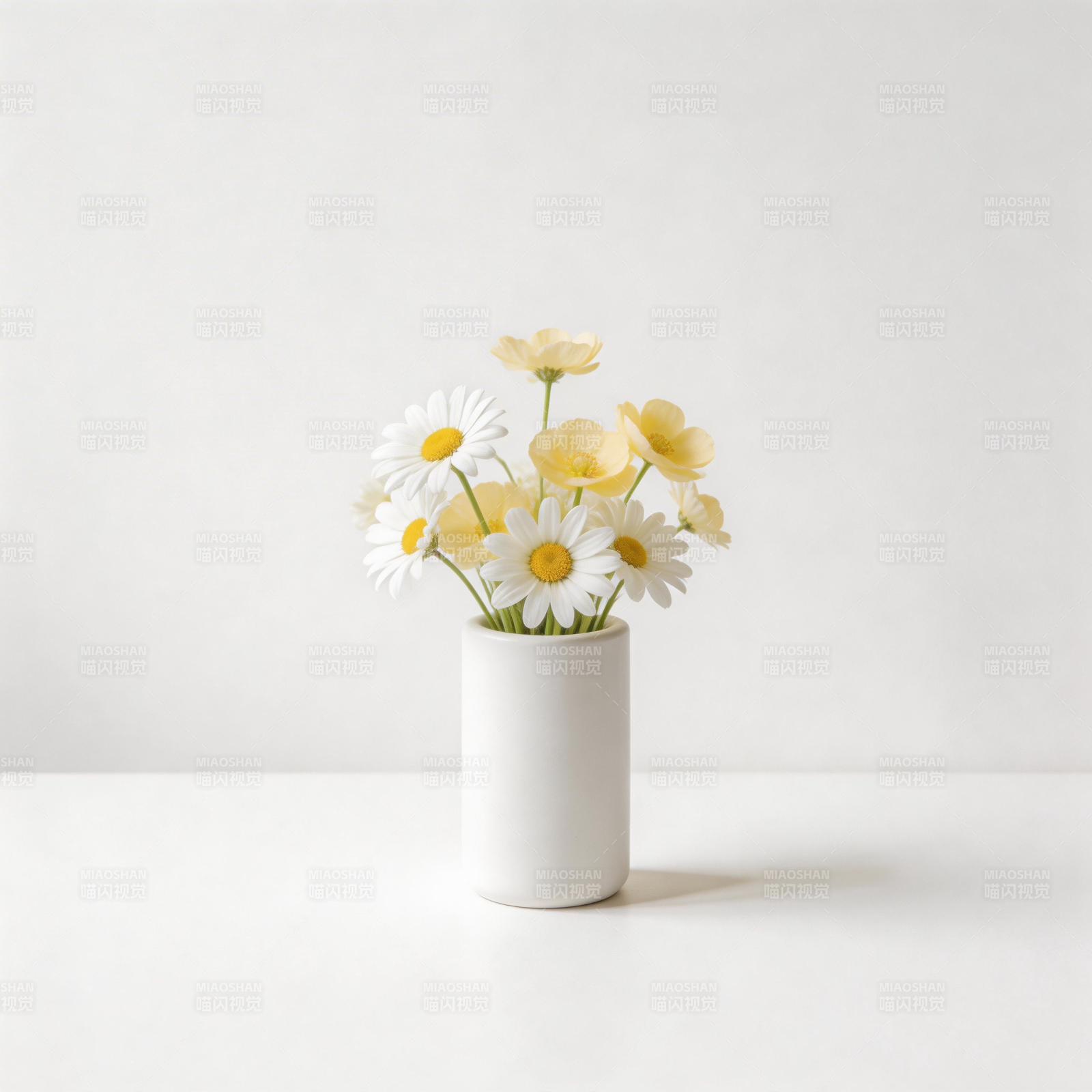 雏菊静谧之美图片