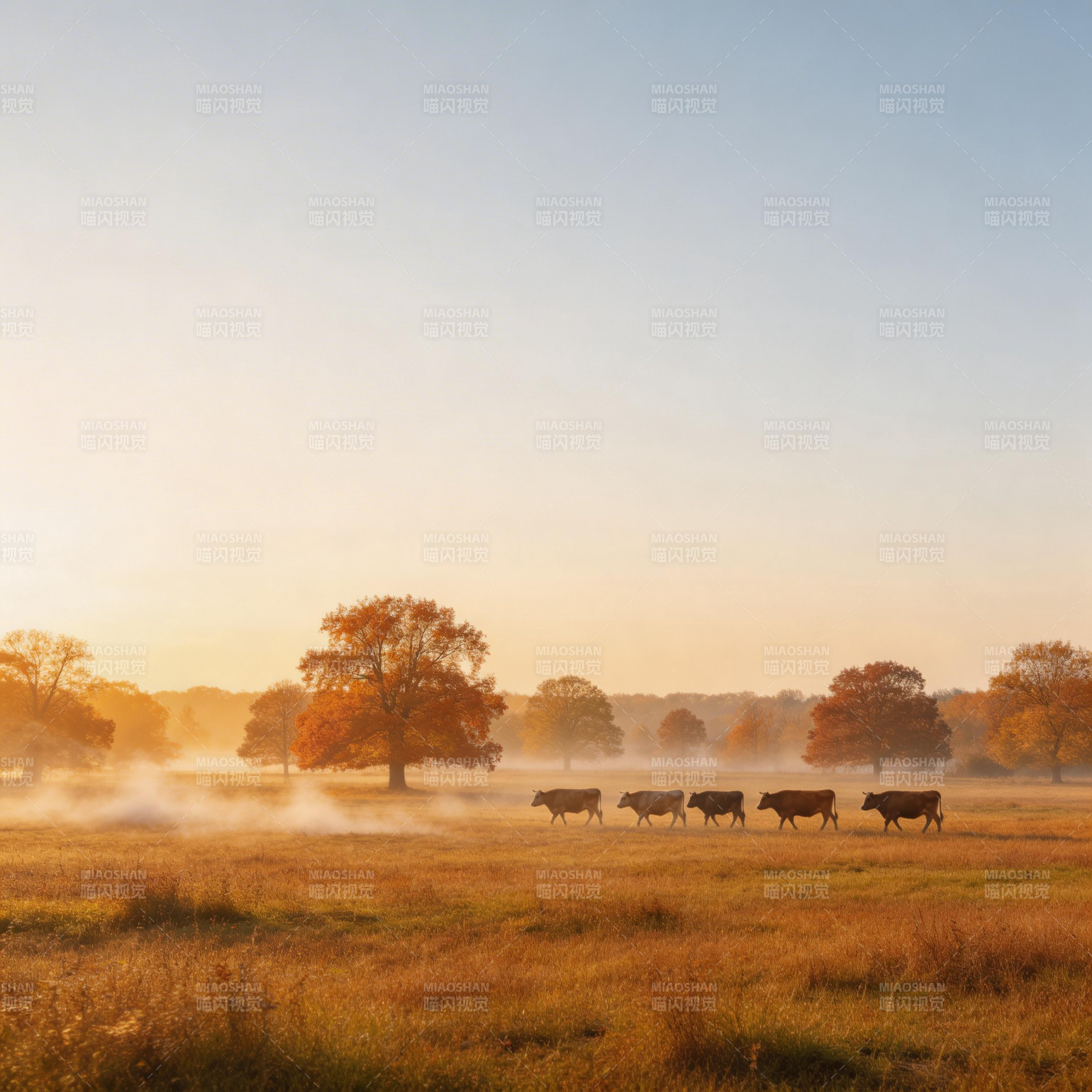 晨雾中的牛群图片
