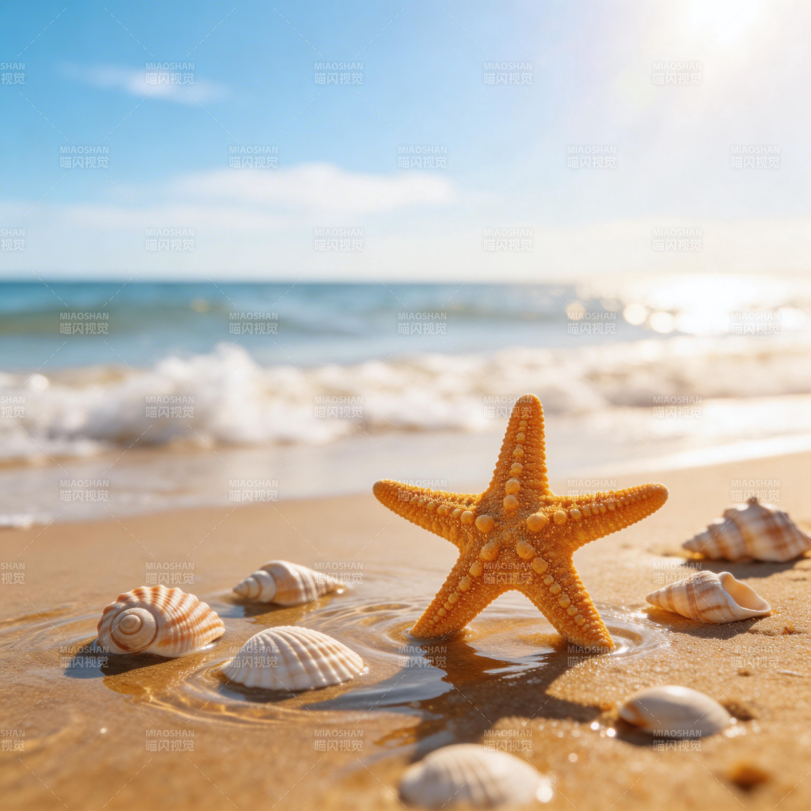 沙滩上的海星与贝壳图片