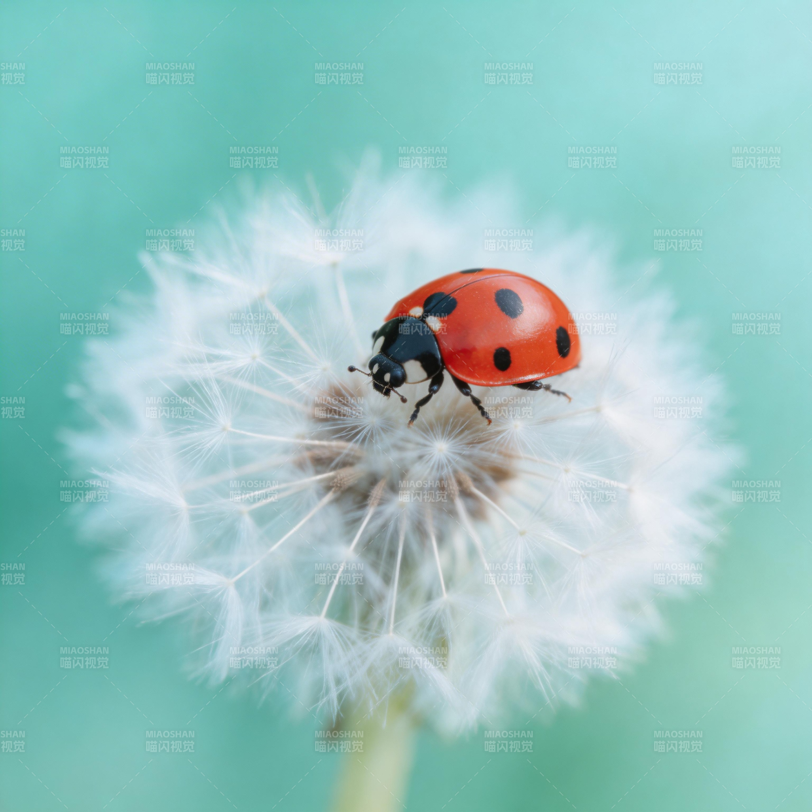 瓢虫栖息蒲公英图片