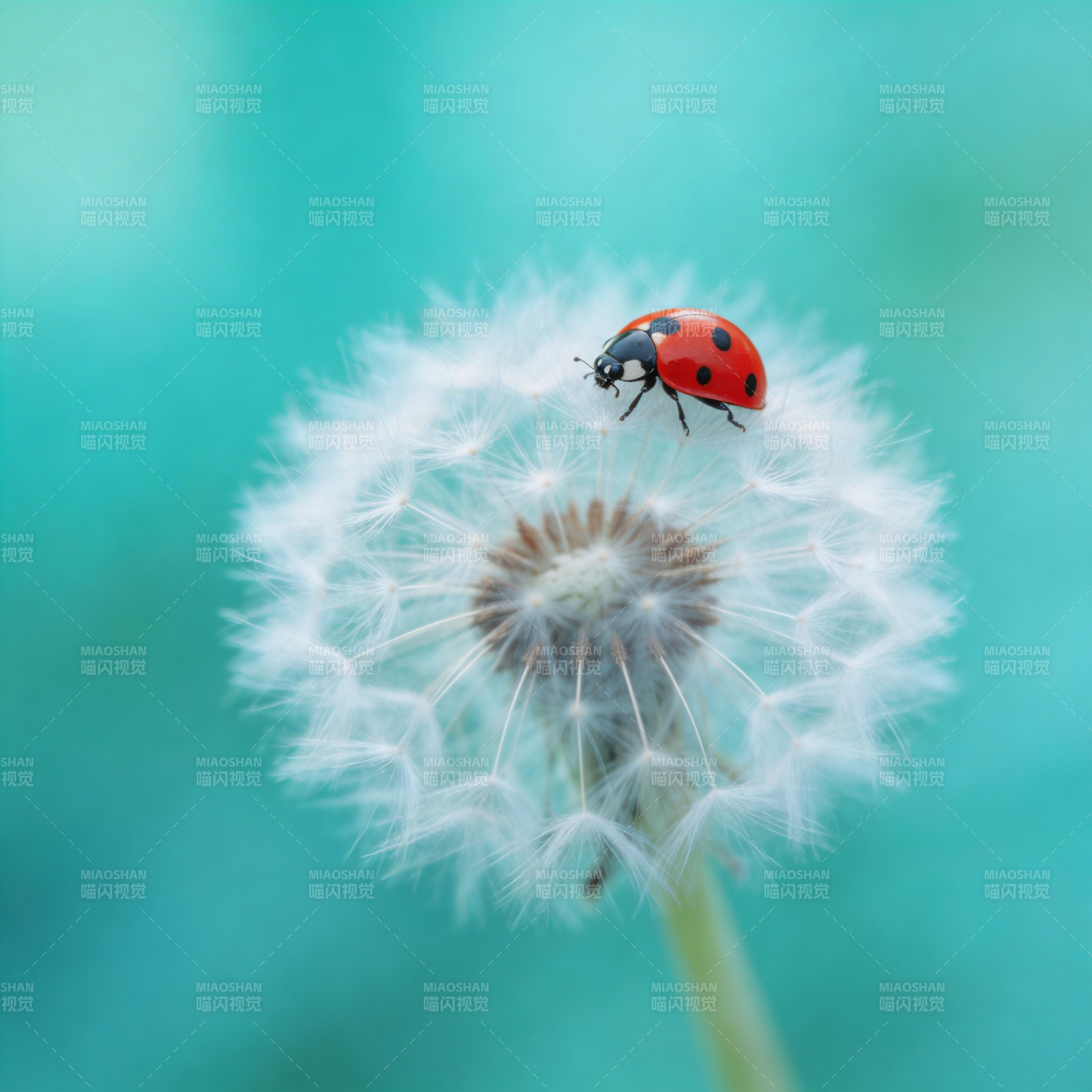 瓢虫栖息蒲公英图片