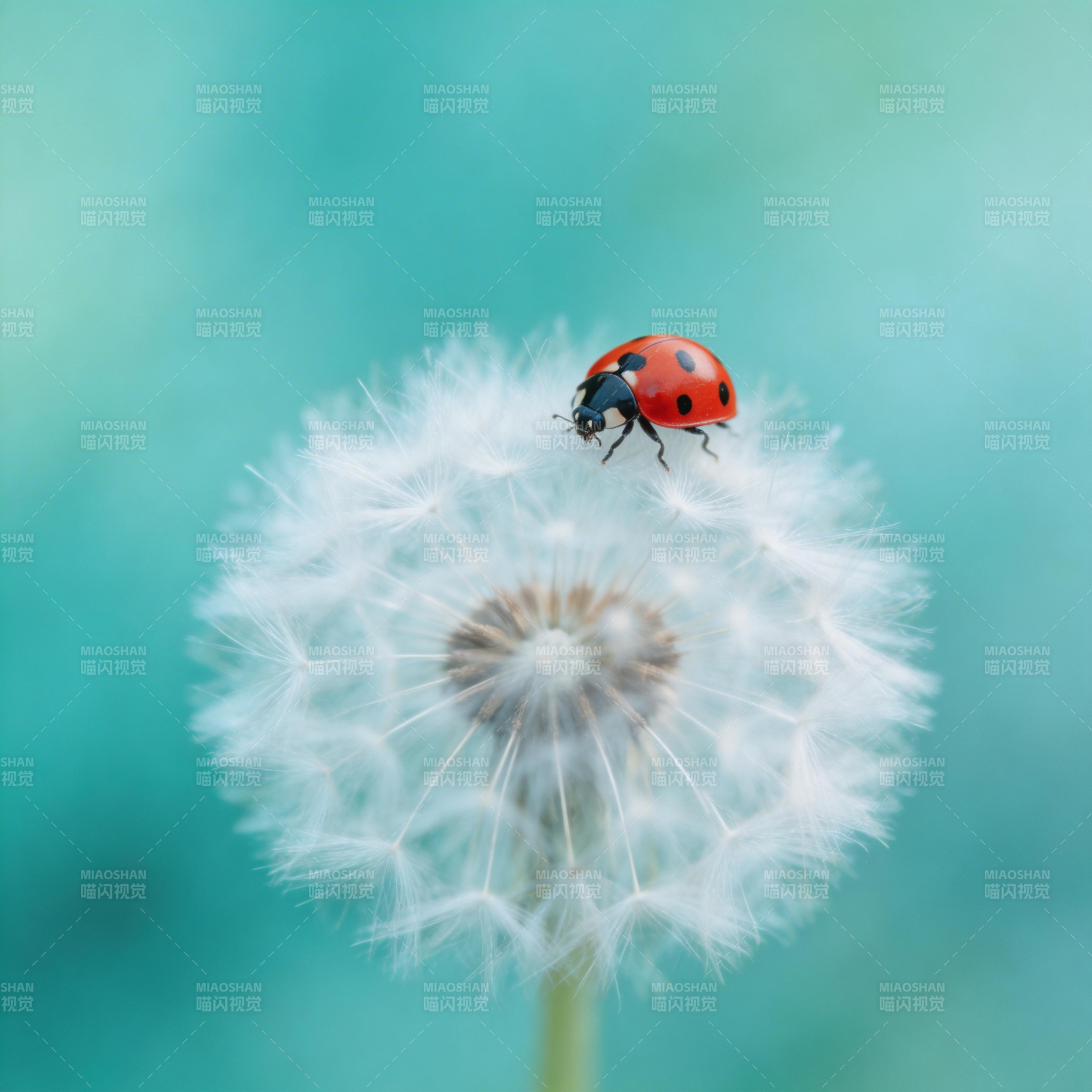 瓢虫栖息蒲公英图片