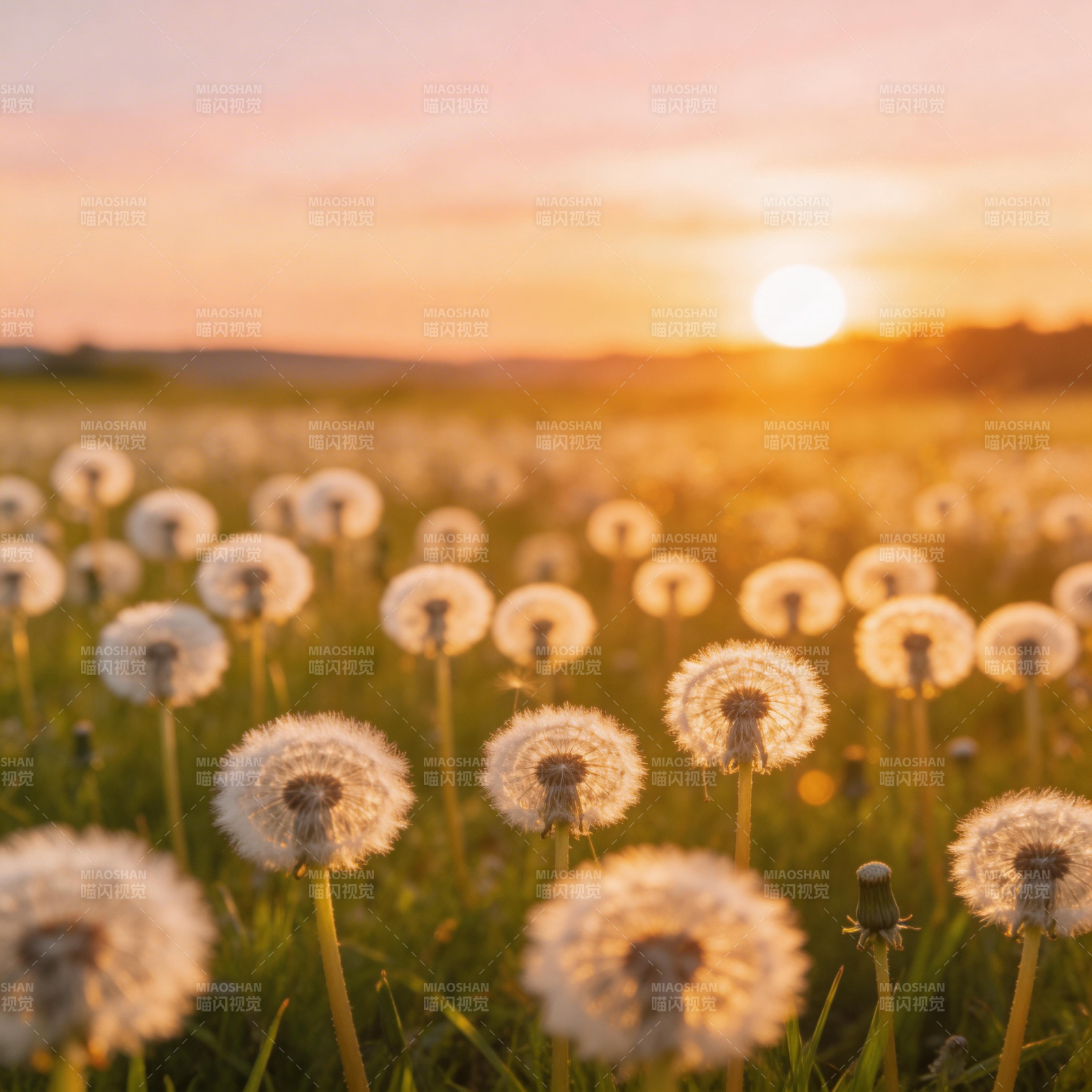 夕阳下的蒲公英图片