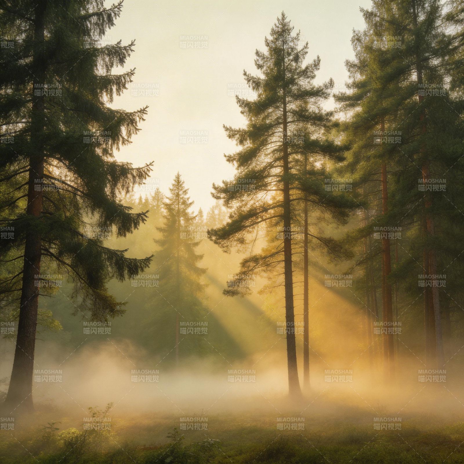 晨雾森林光影图片