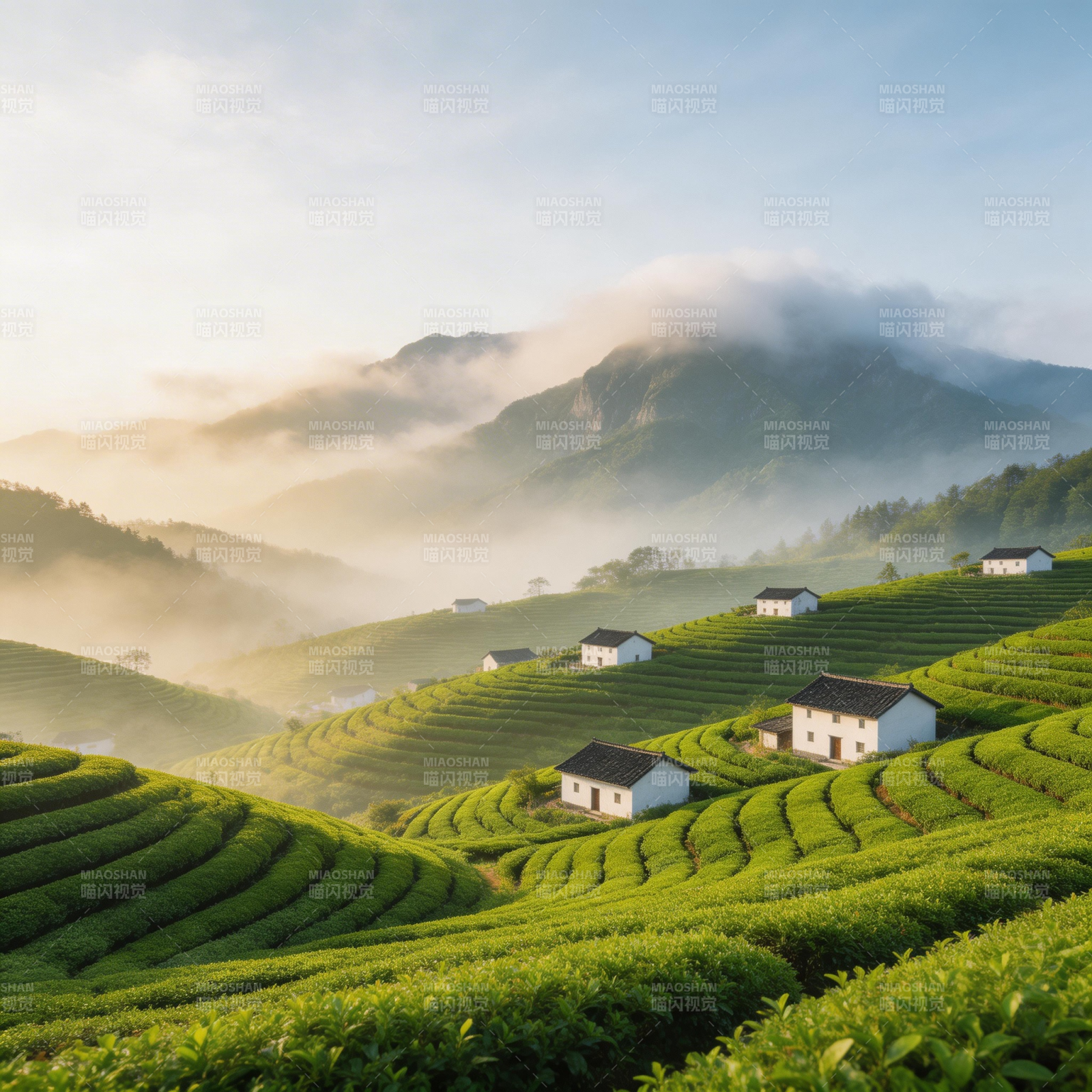云雾茶山晨景图片