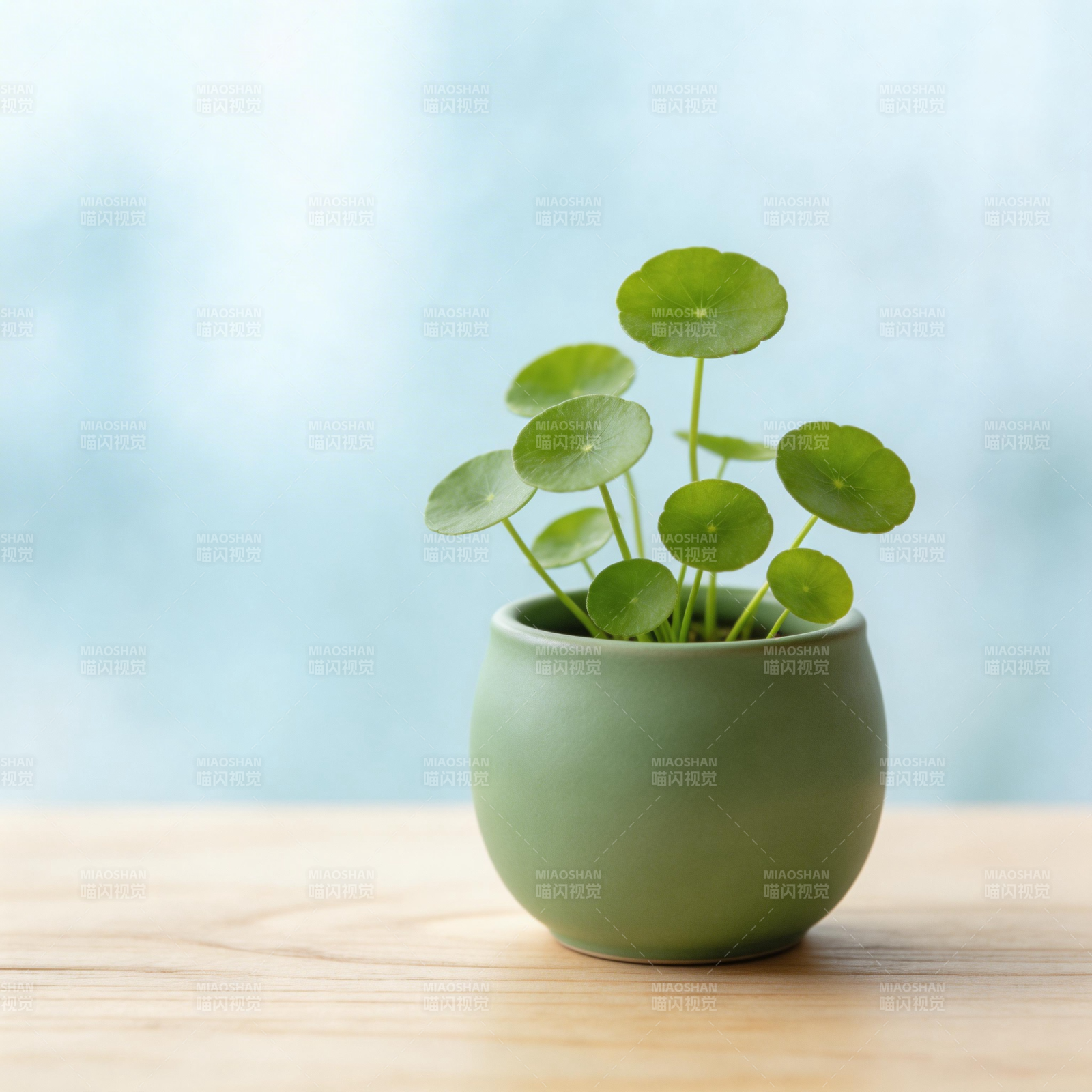 绿植盆栽静谧美图片