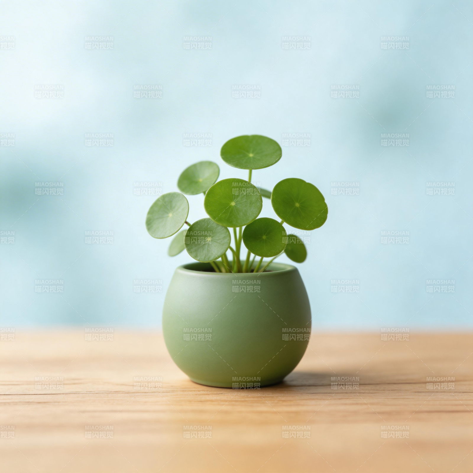 绿植盆栽静谧美图片