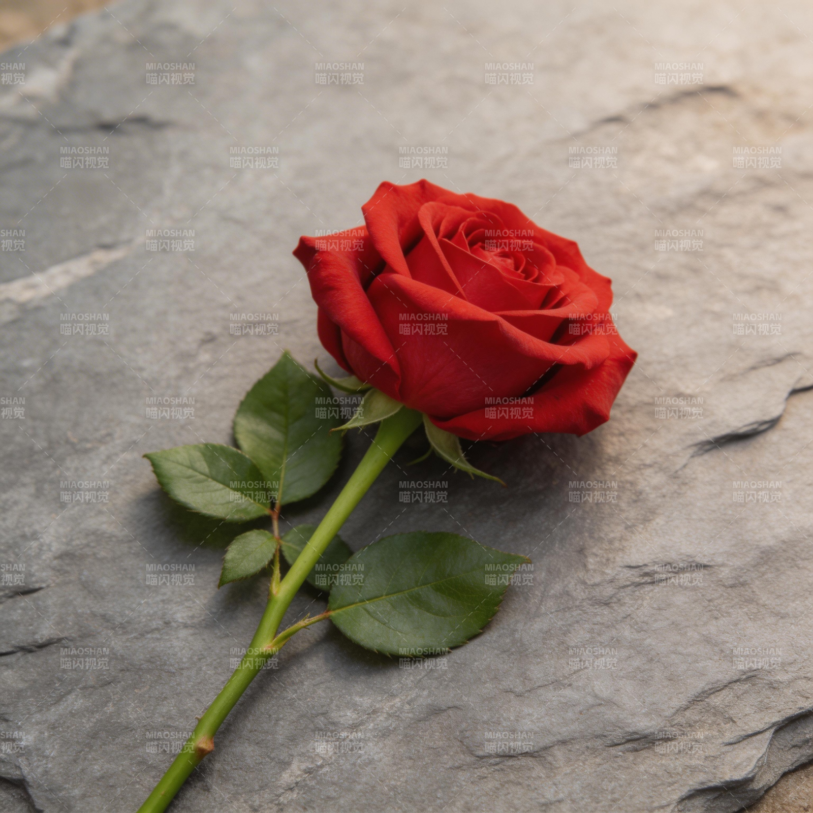 红玫瑰静卧石上图片