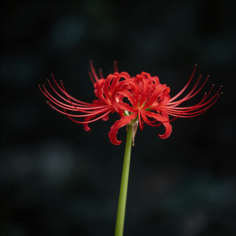 彼岸花绽放图片