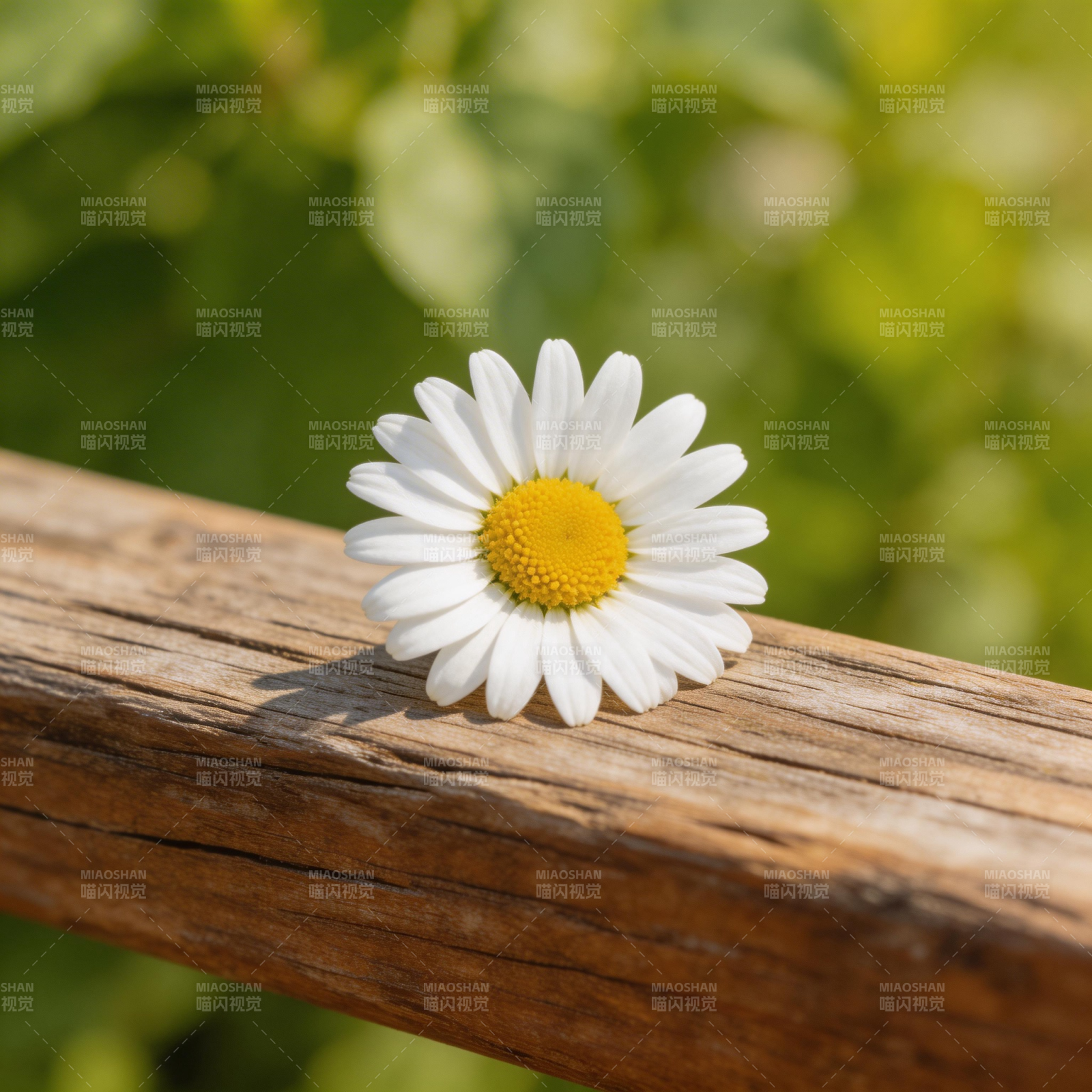 雏菊静卧木栏图片