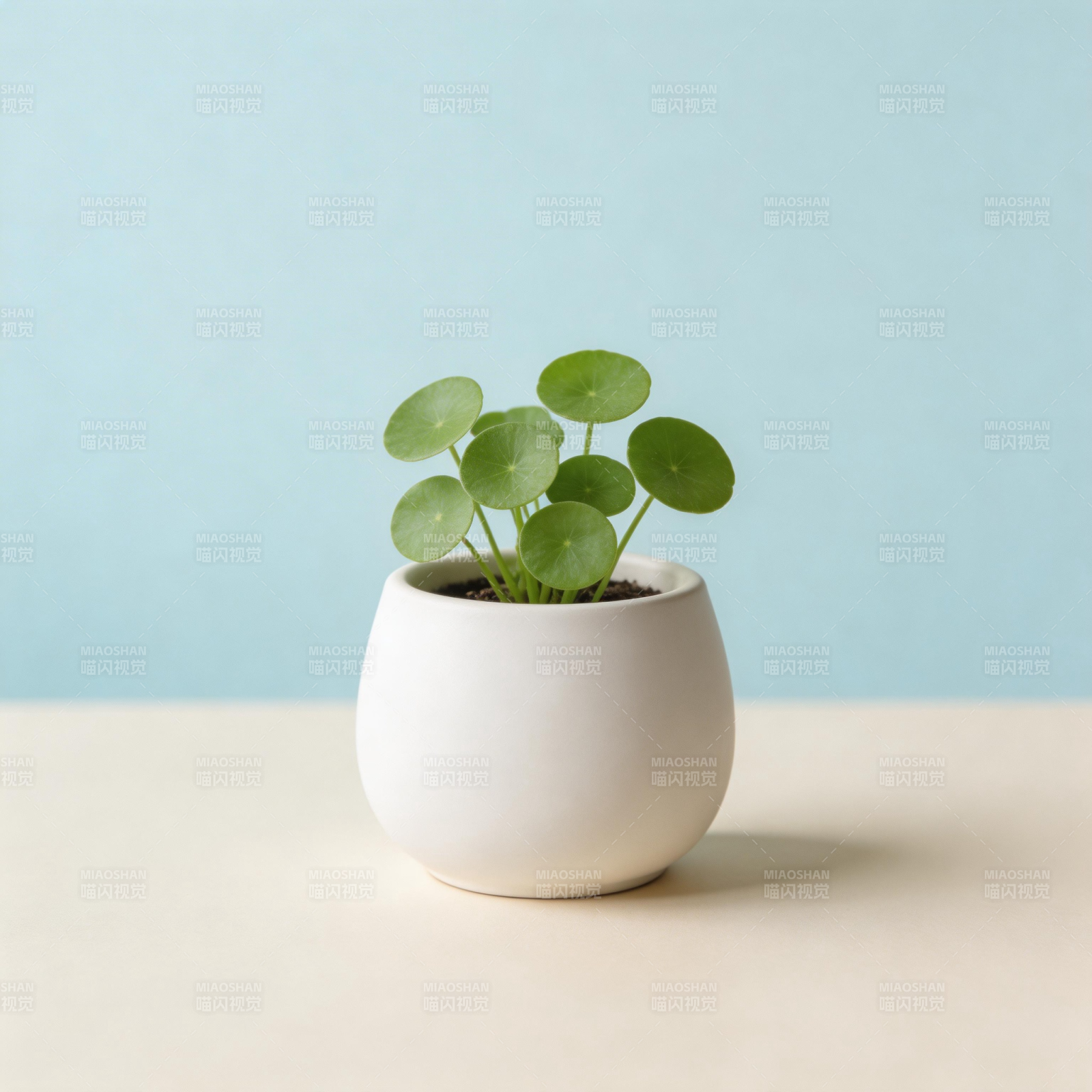 绿植盆栽 清新自然图片