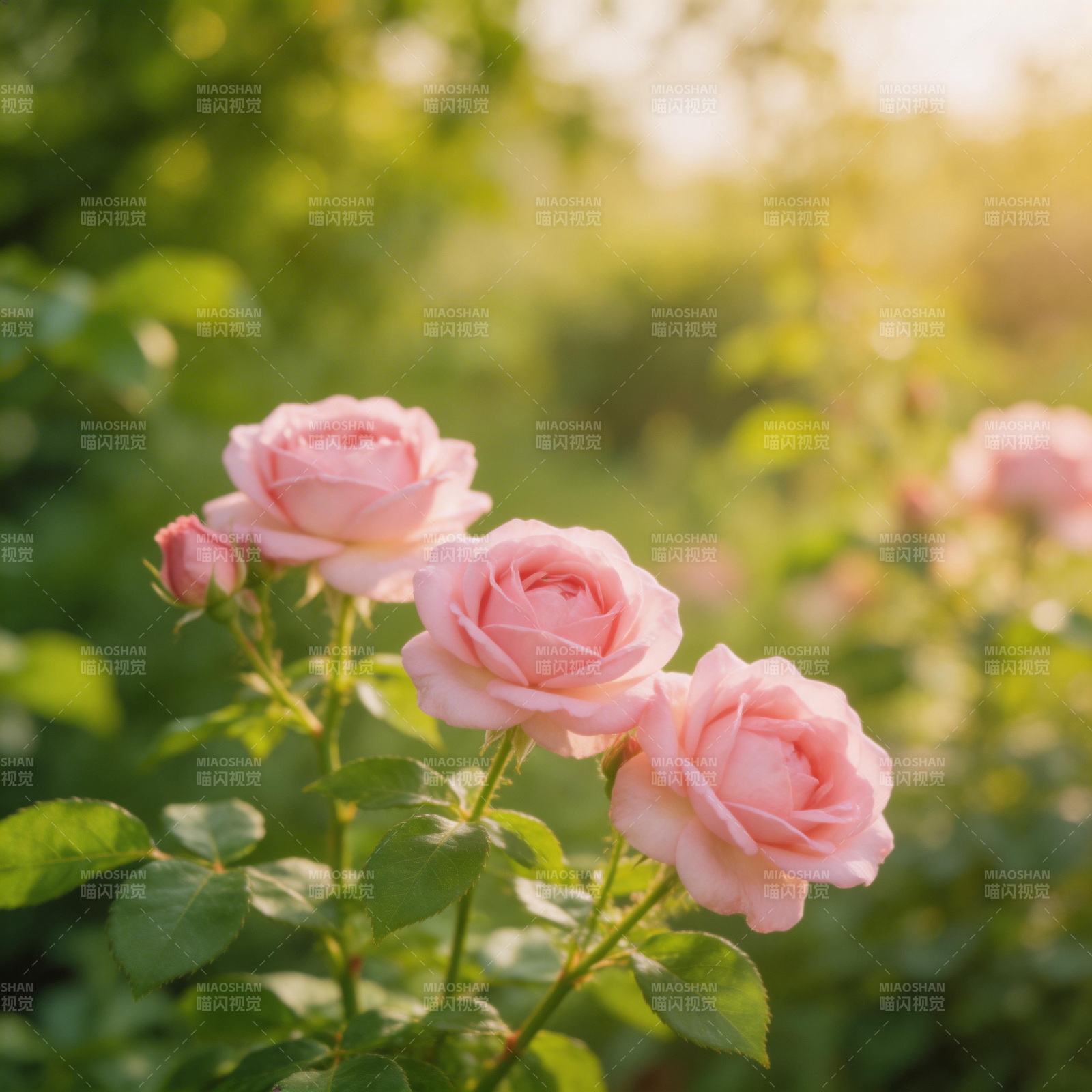 粉玫瑰绽放花园图片