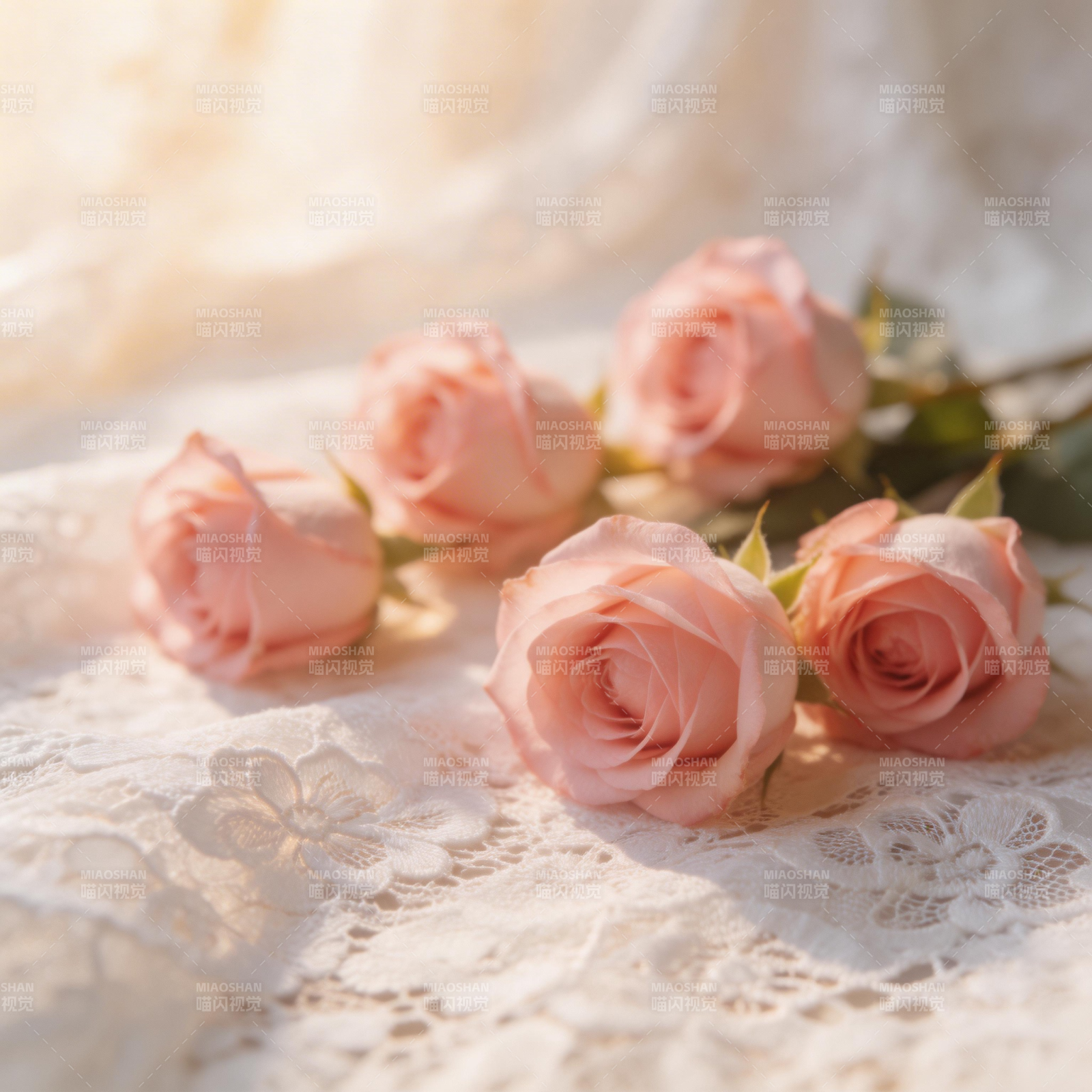 粉玫瑰静谧绽放图片