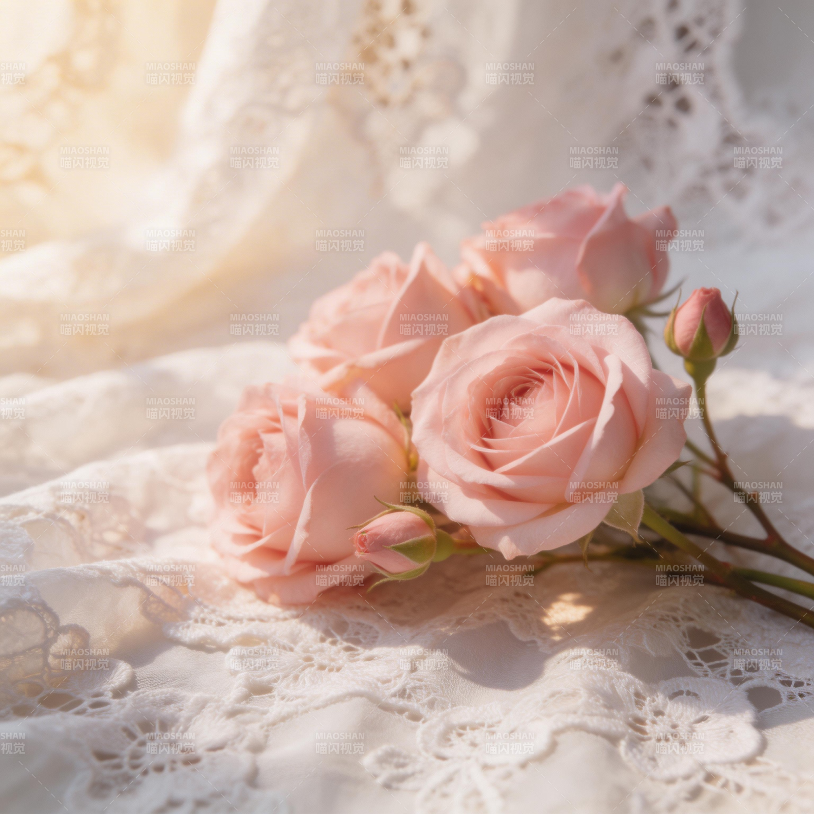 柔粉玫瑰静谧美图片