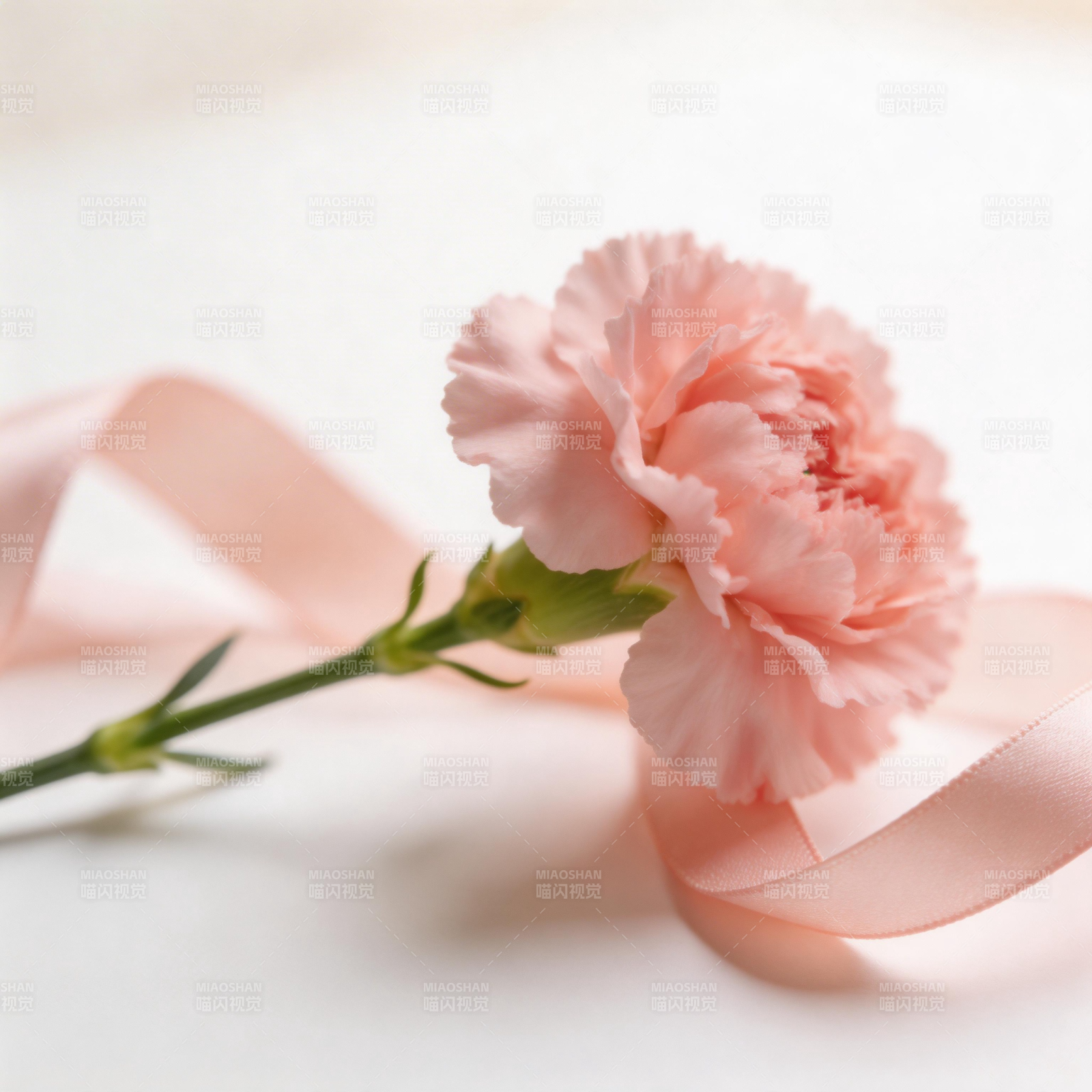 粉红康乃馨静谧绽放图片