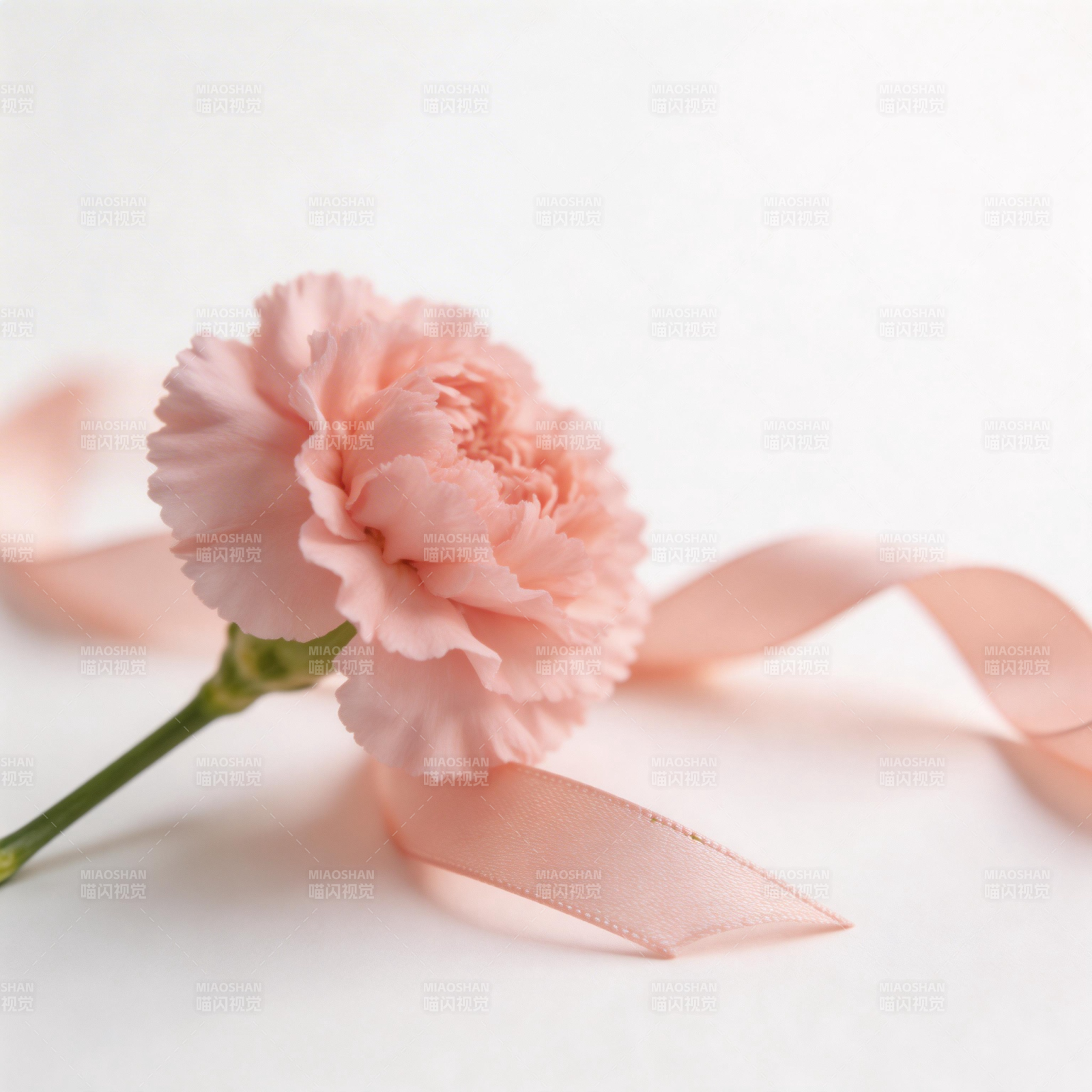 粉红康乃馨与丝带图片