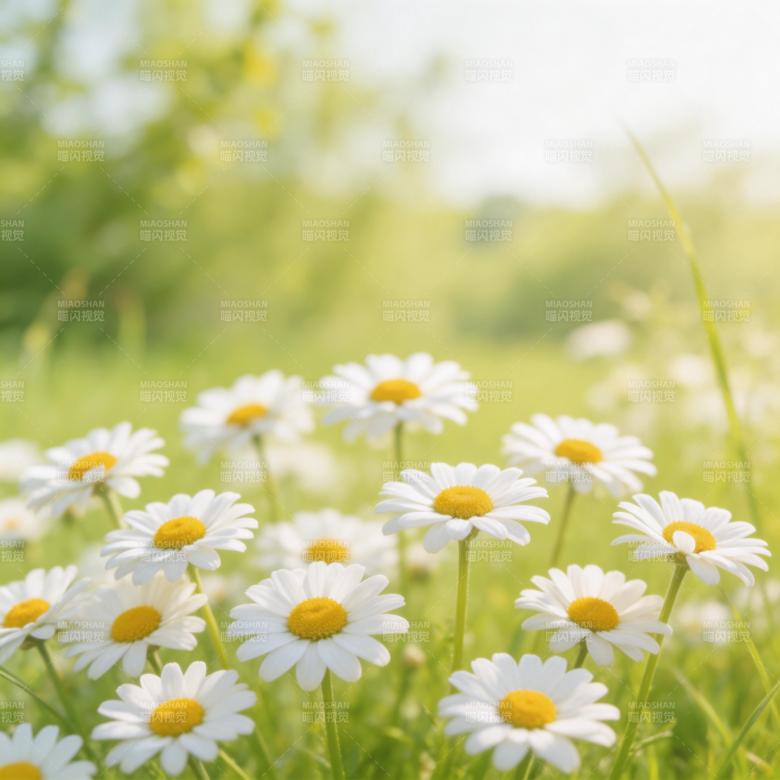 雏菊盛开的田野图片