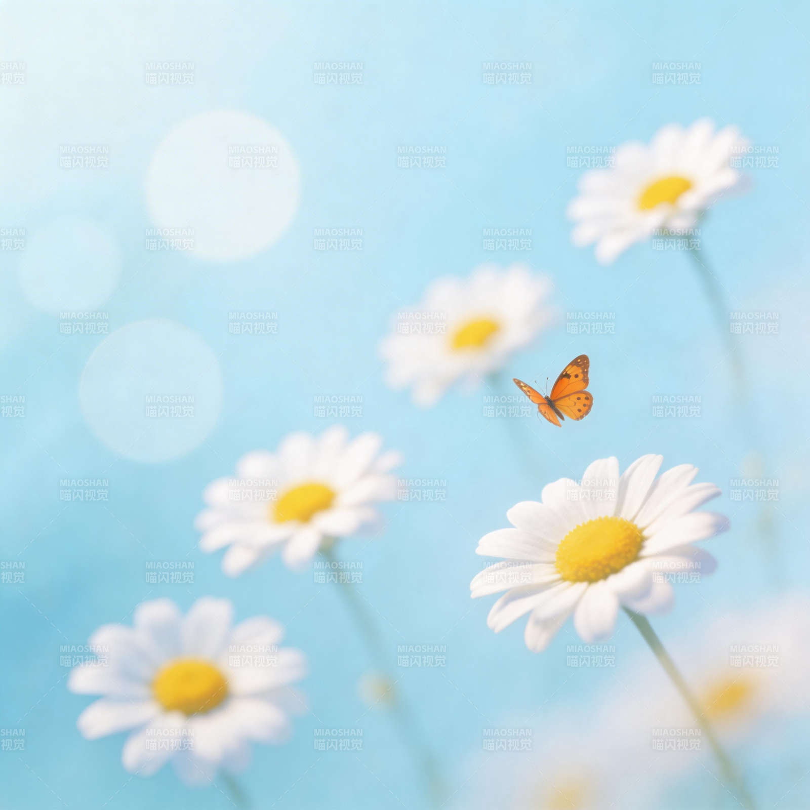 雏菊与蝶舞图片