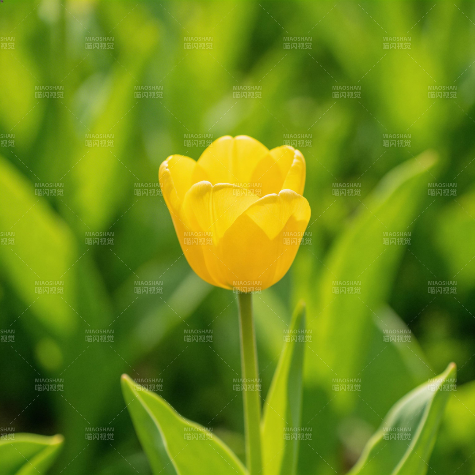 黄郁金香绽放图片