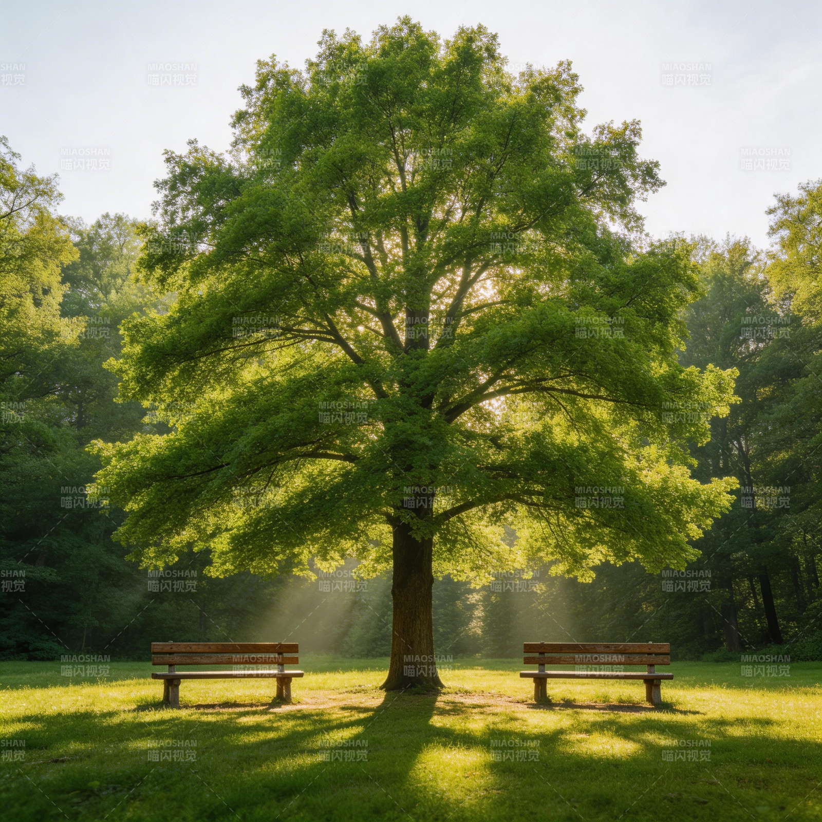 树影下的静谧时光图片
