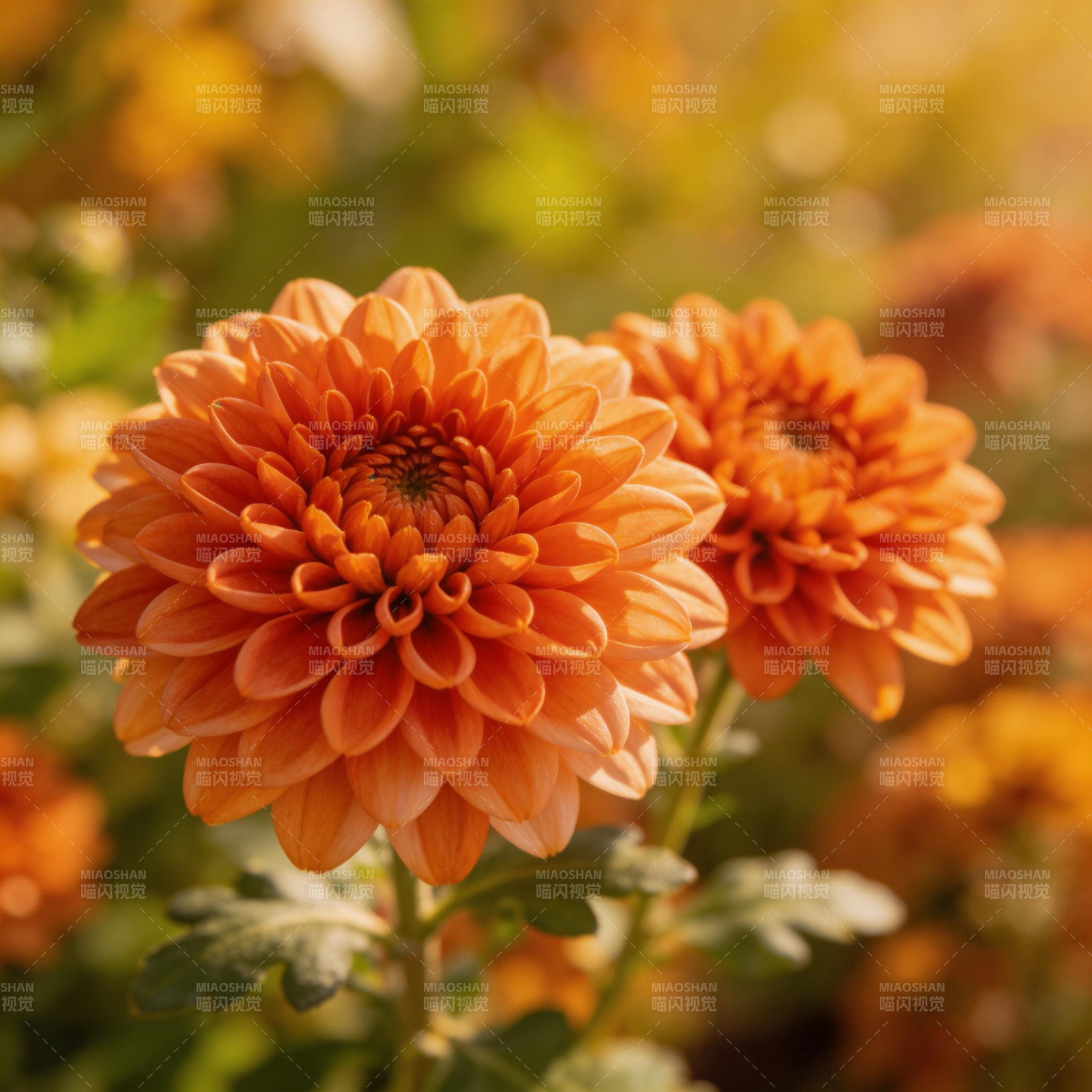 橙菊绽放图片