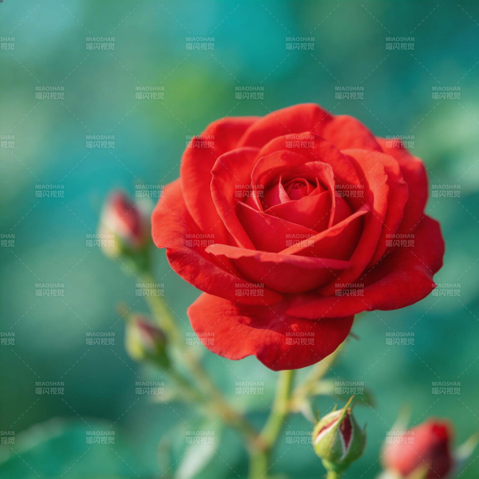 红玫瑰绽放图片