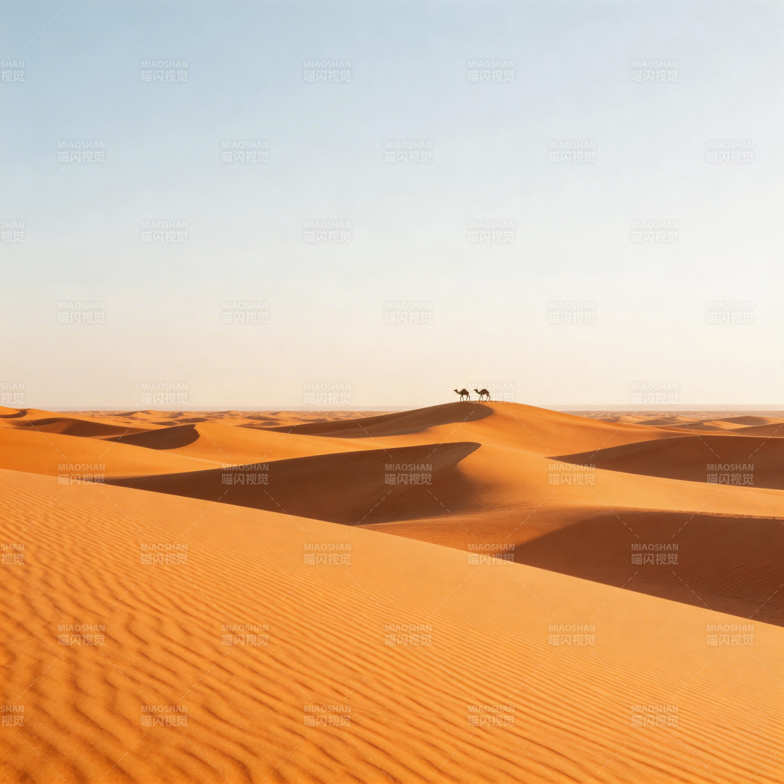 沙漠驼影图片