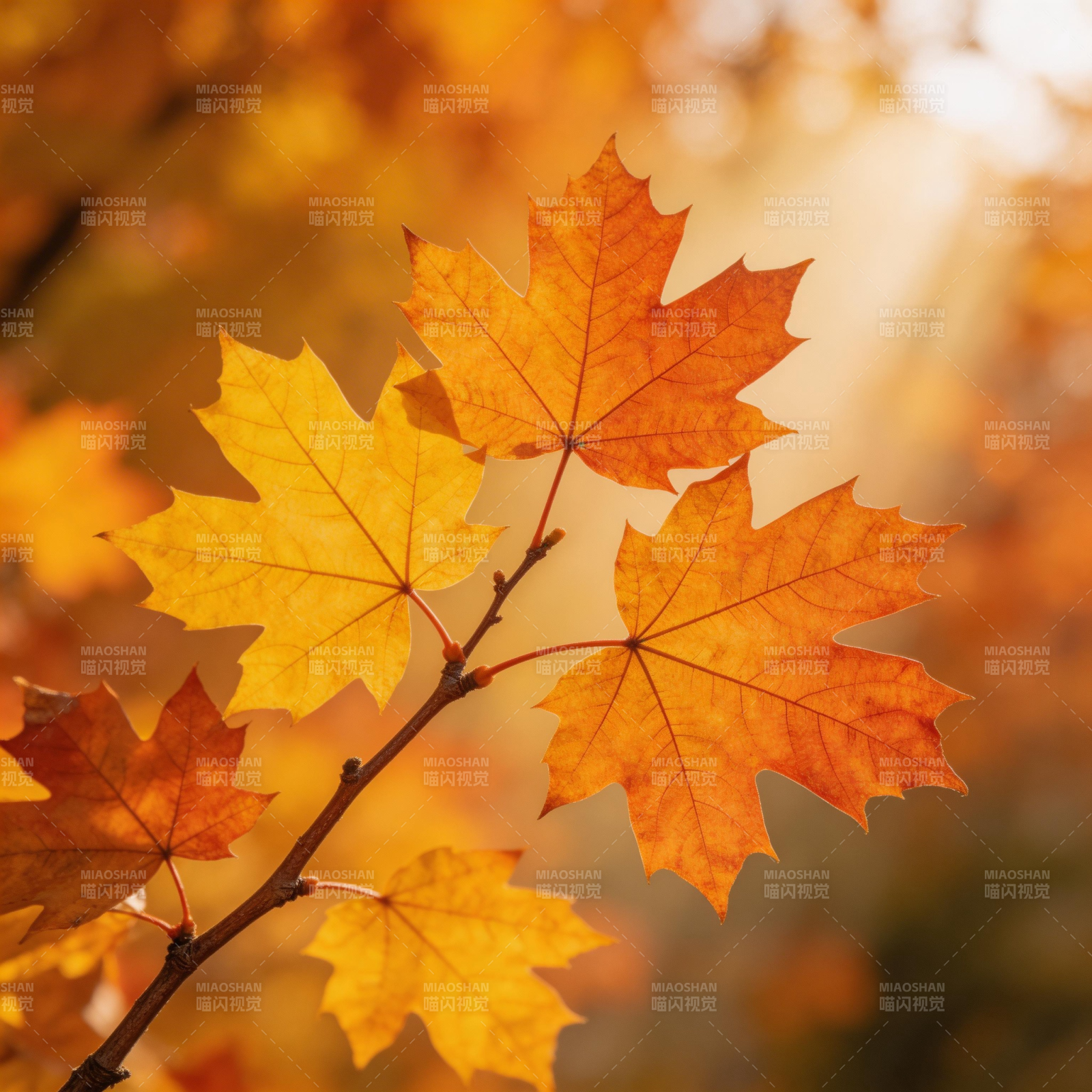 秋叶金黄图片